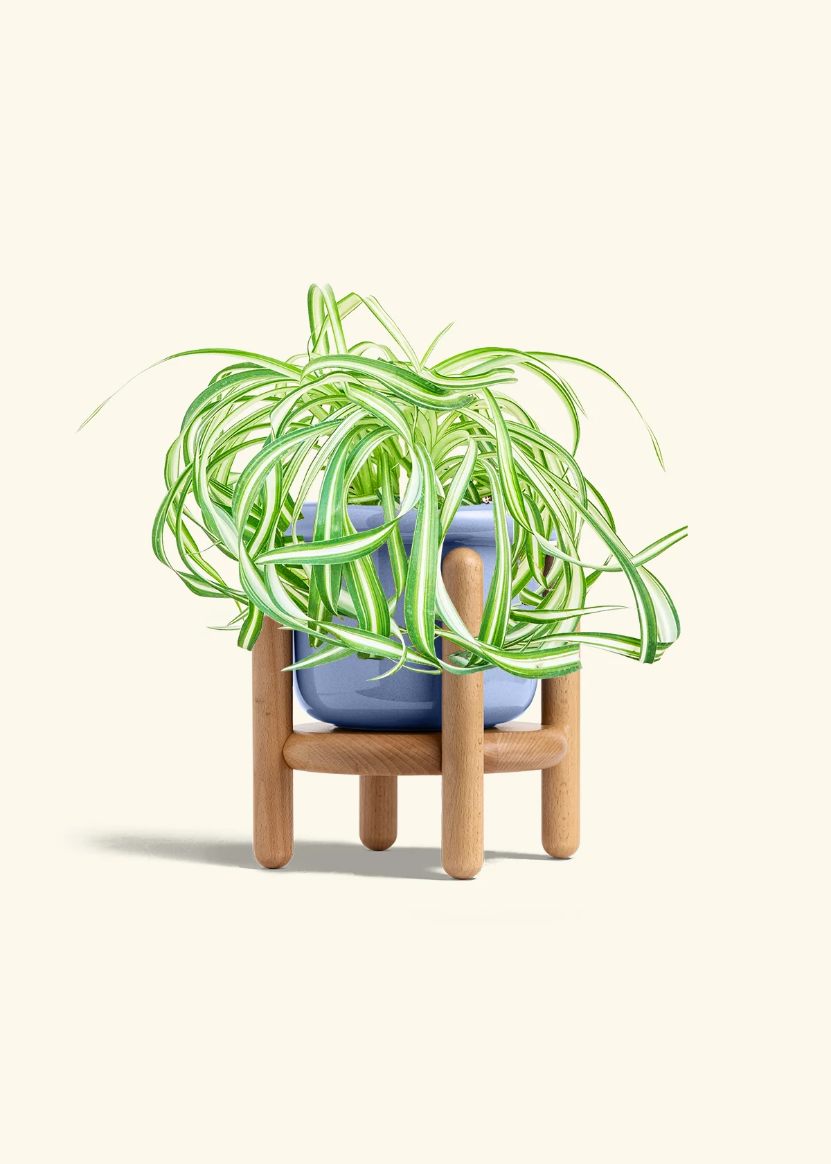 Spider Plant 'Bonnie' - Image 11