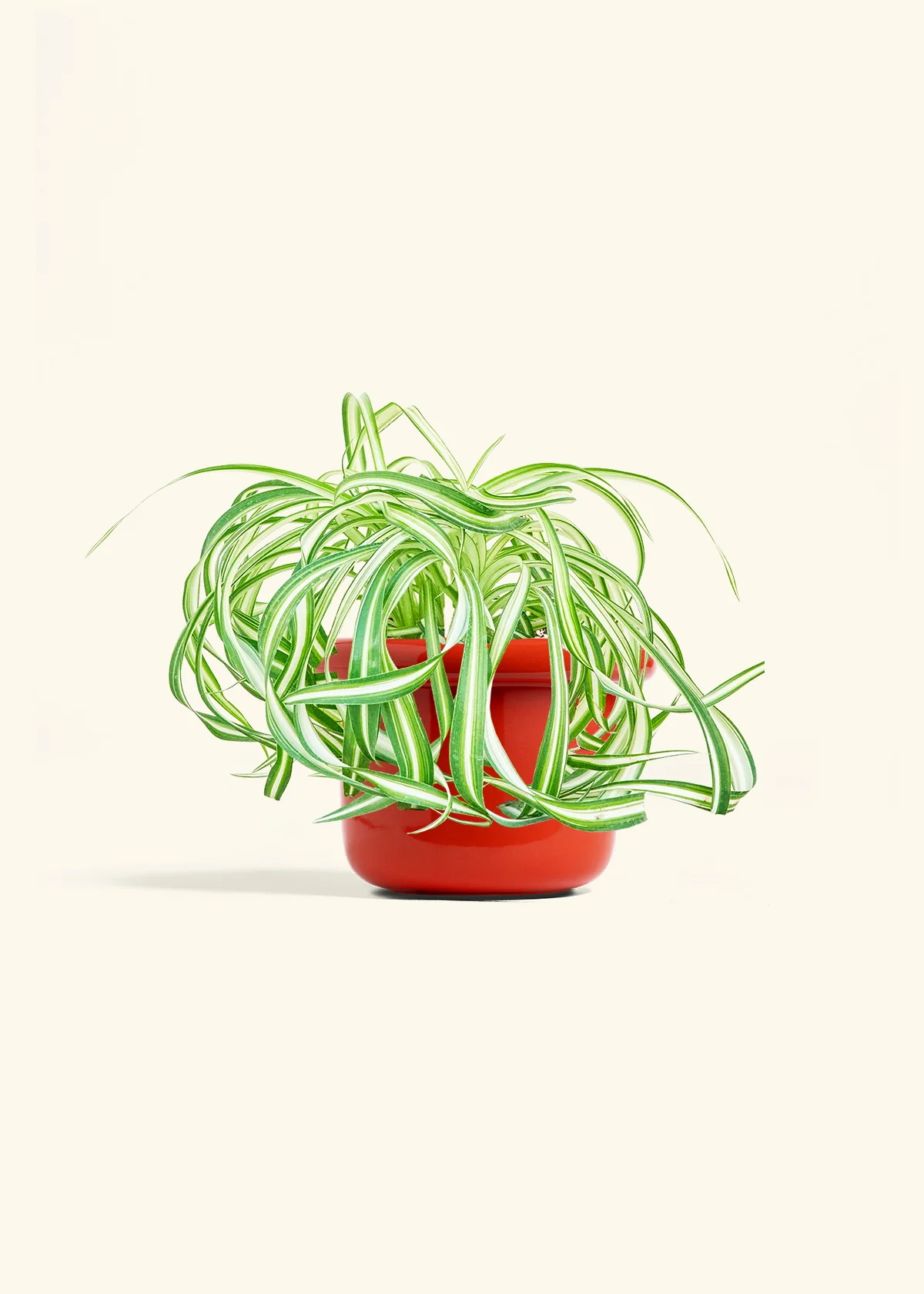 Spider Plant 'Bonnie' - Image 12