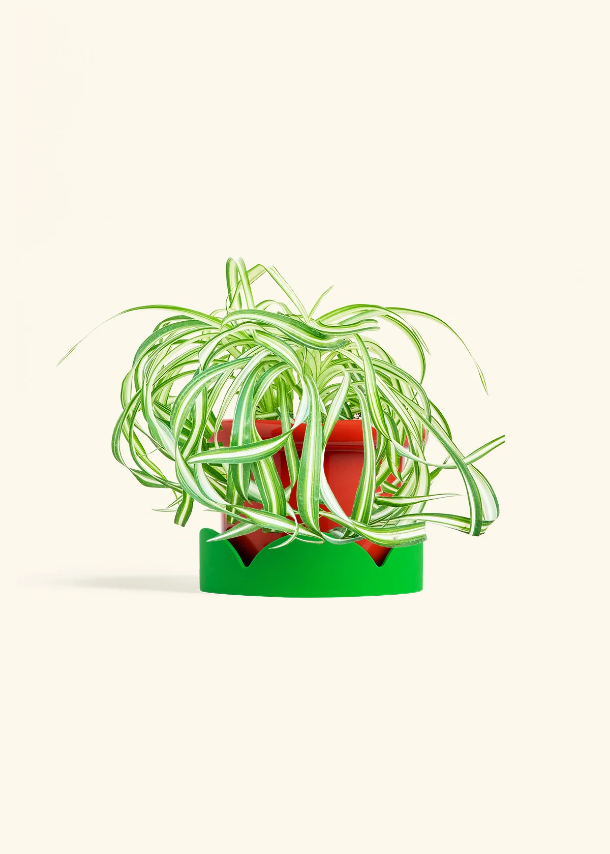 Spider Plant 'Bonnie' - Image 13