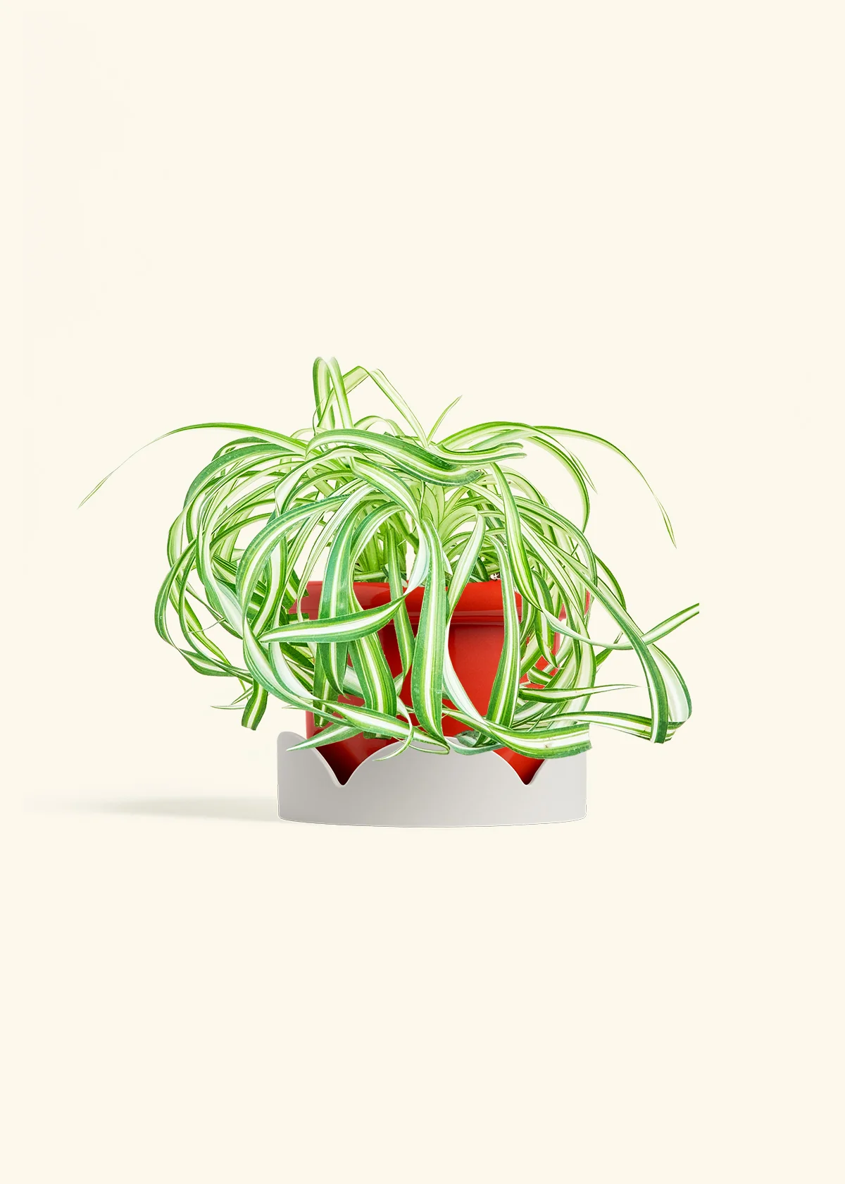 Spider Plant 'Bonnie' - Image 14