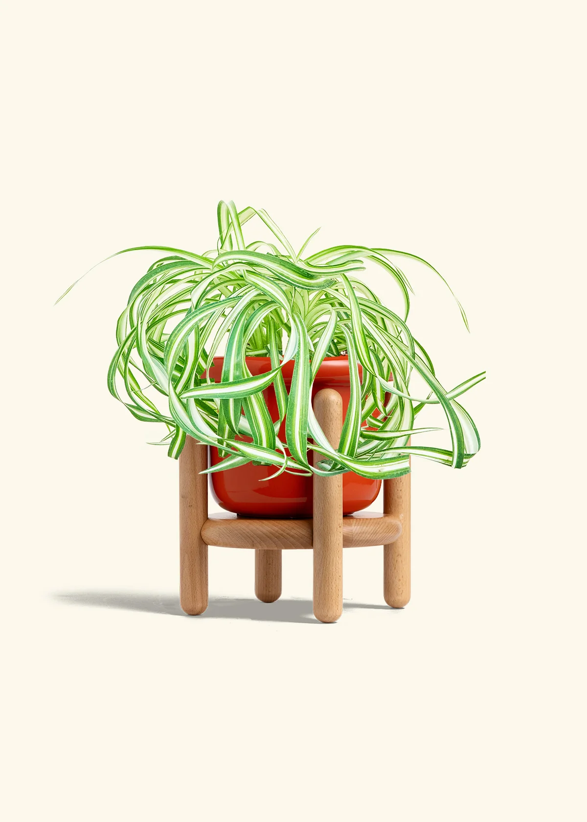 Spider Plant 'Bonnie' - Image 15