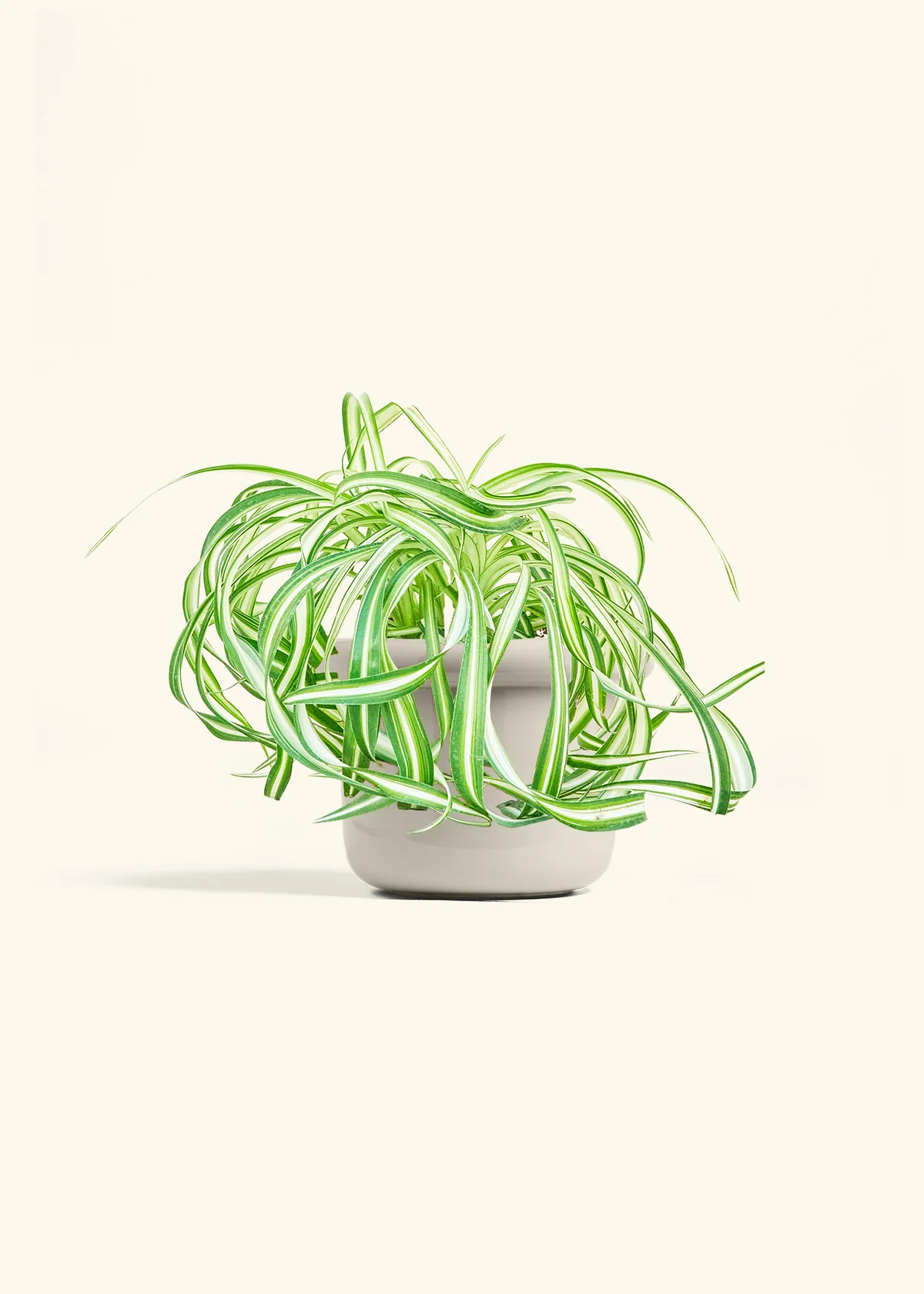 Spider Plant 'Bonnie' - Image 16