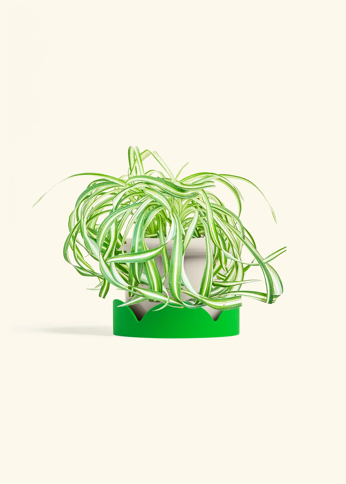 Spider Plant 'Bonnie' - Image 17