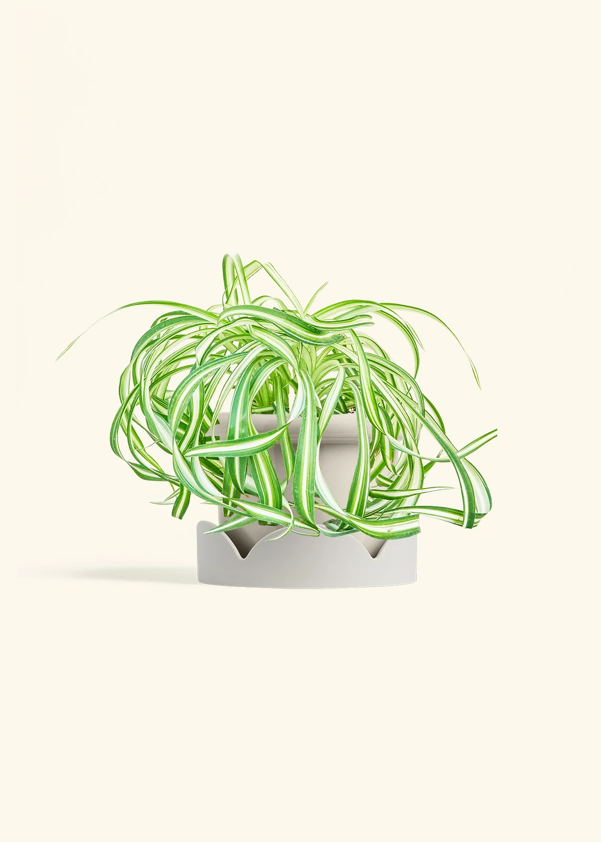 Spider Plant 'Bonnie' - Image 18