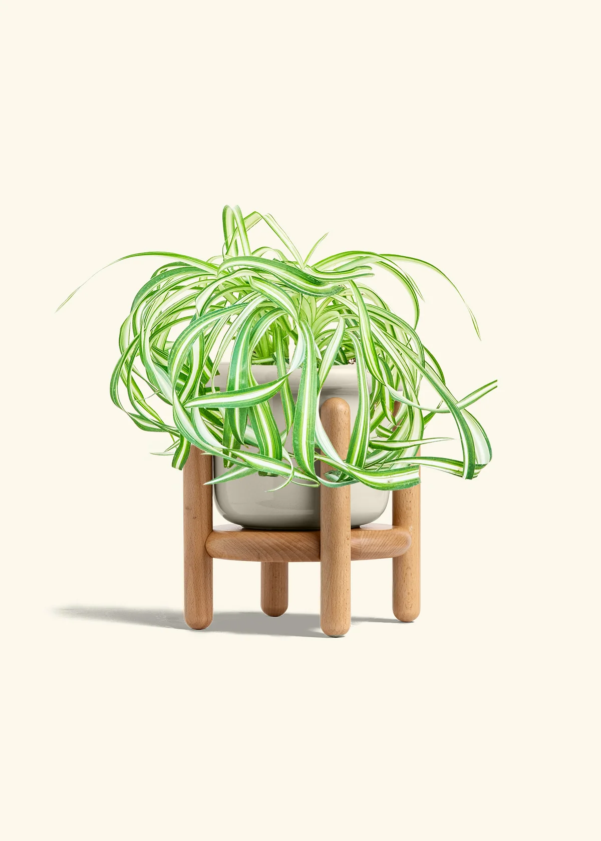 Spider Plant 'Bonnie' - Image 19