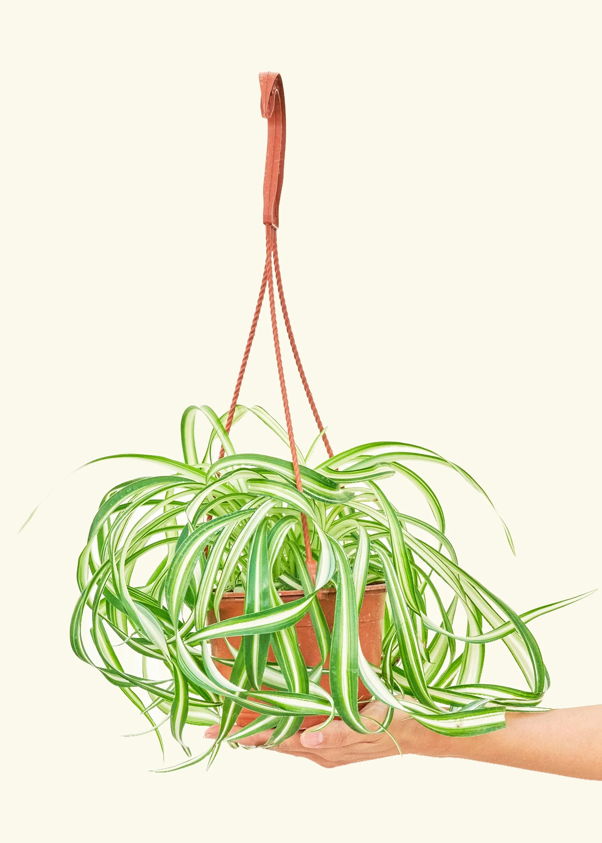 Spider Plant 'Bonnie' - Image 2