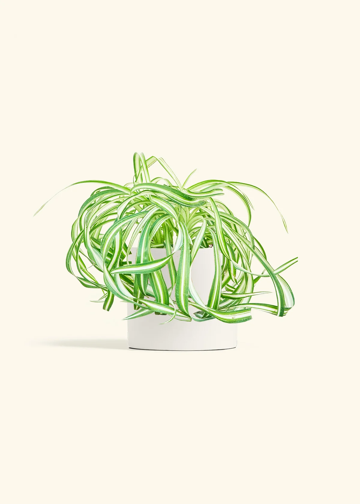 Spider Plant 'Bonnie' - Image 20