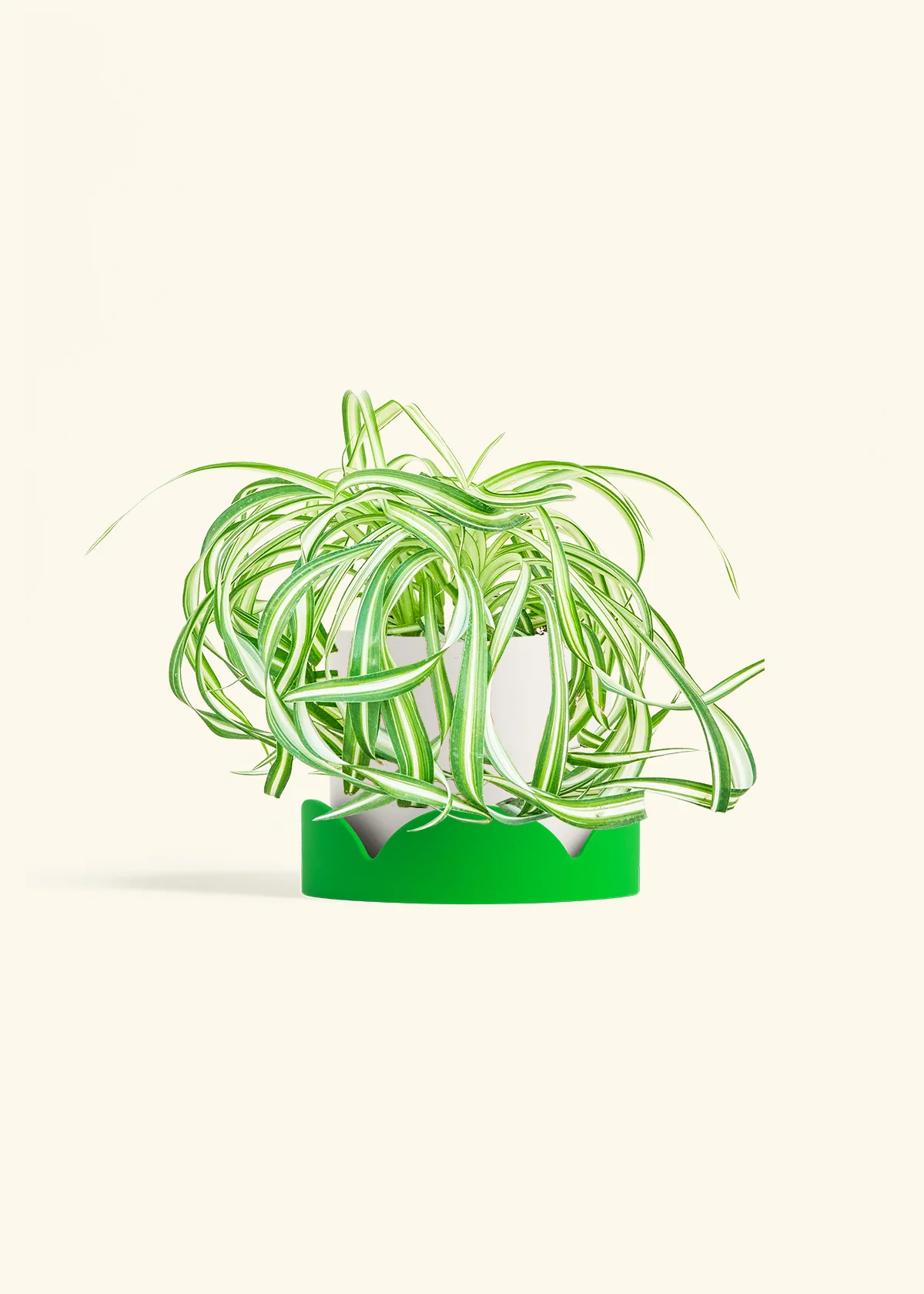 Spider Plant 'Bonnie' - Image 21