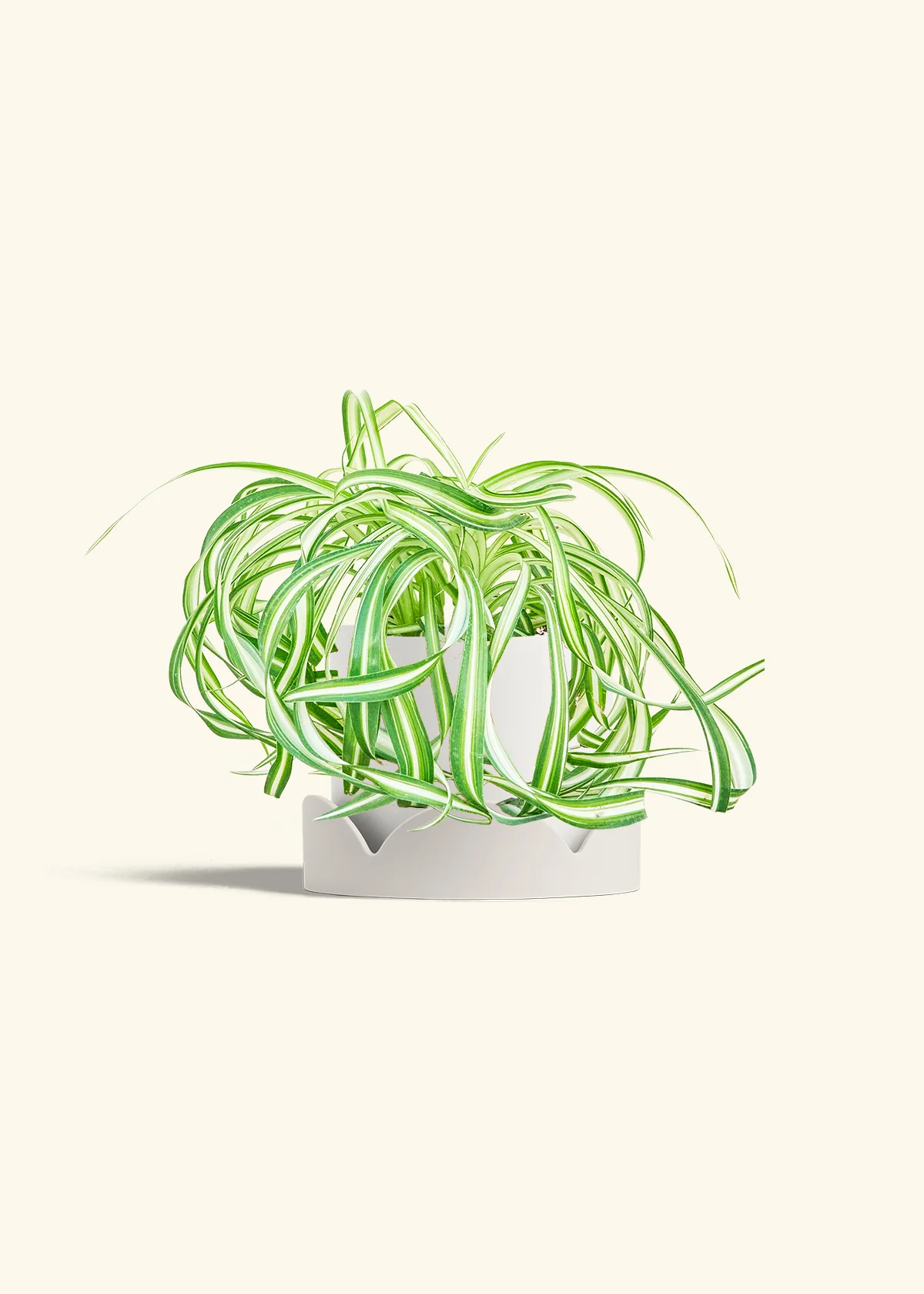Spider Plant 'Bonnie' - Image 22