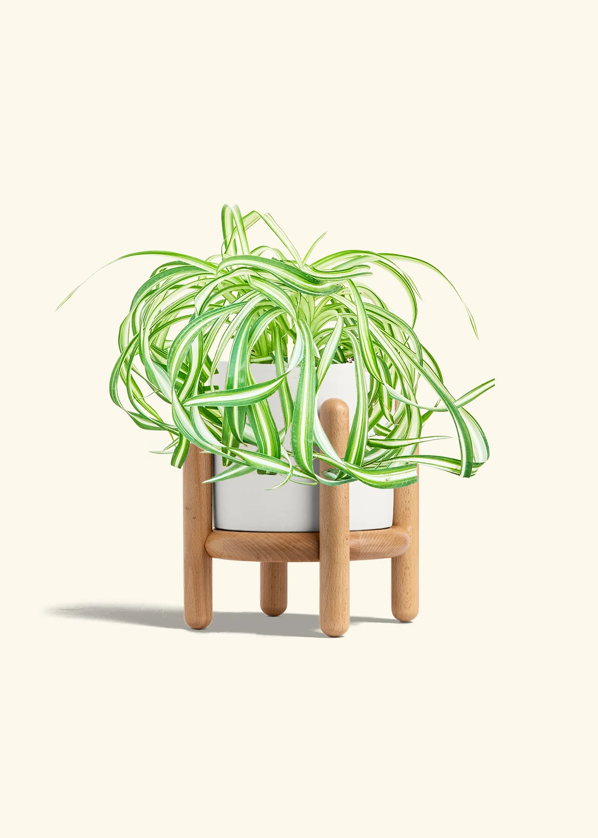 Spider Plant 'Bonnie' - Image 23