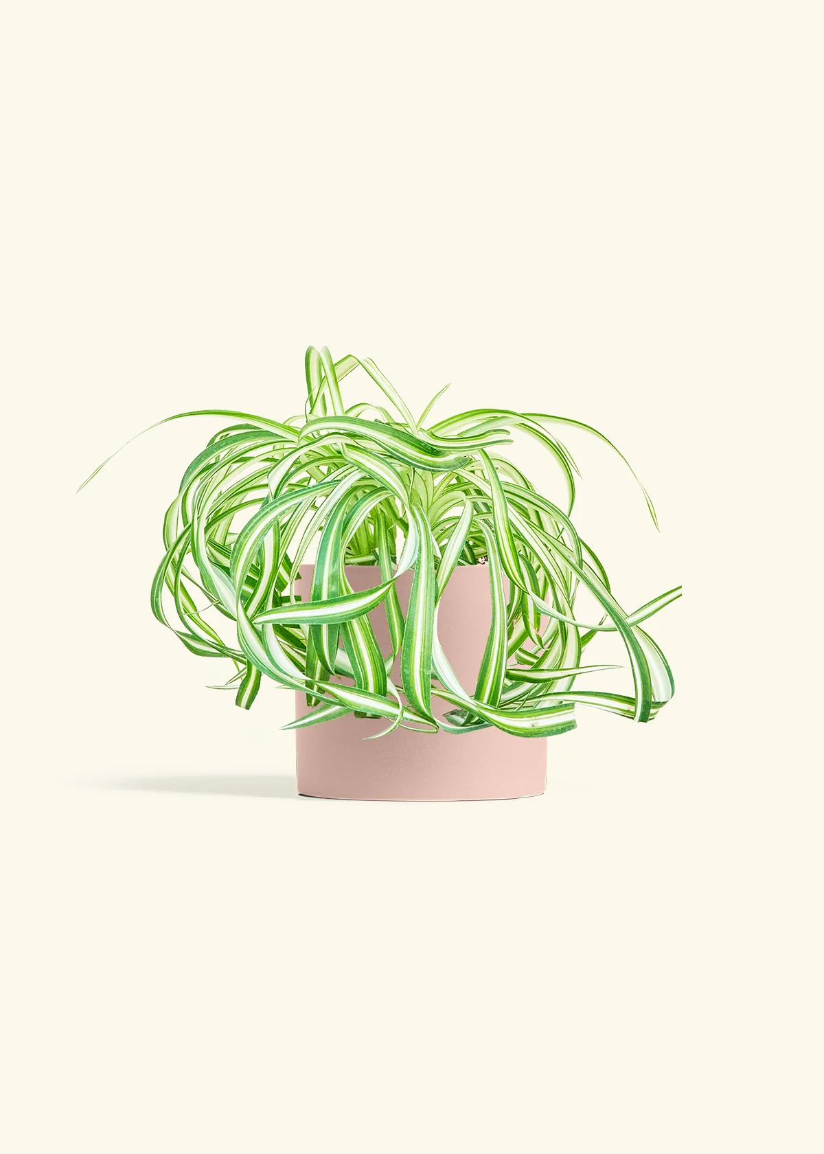 Spider Plant 'Bonnie' - Image 24