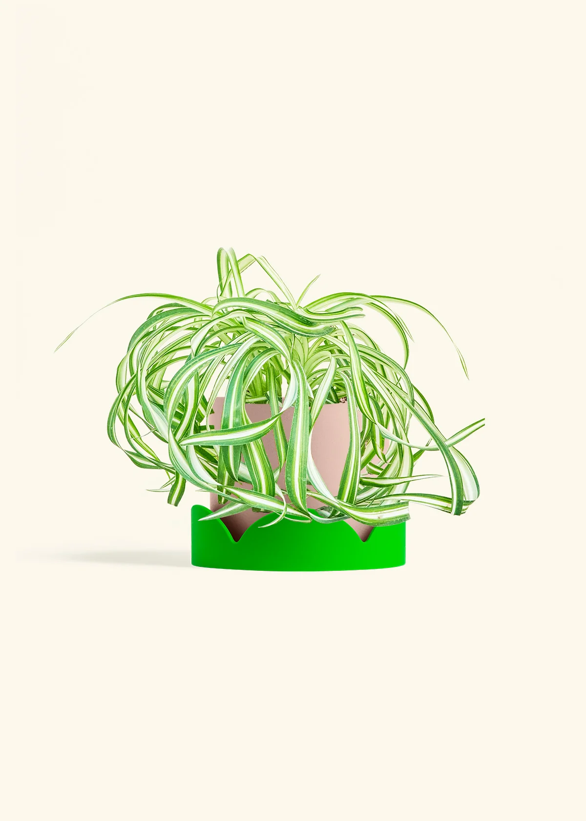 Spider Plant 'Bonnie' - Image 25