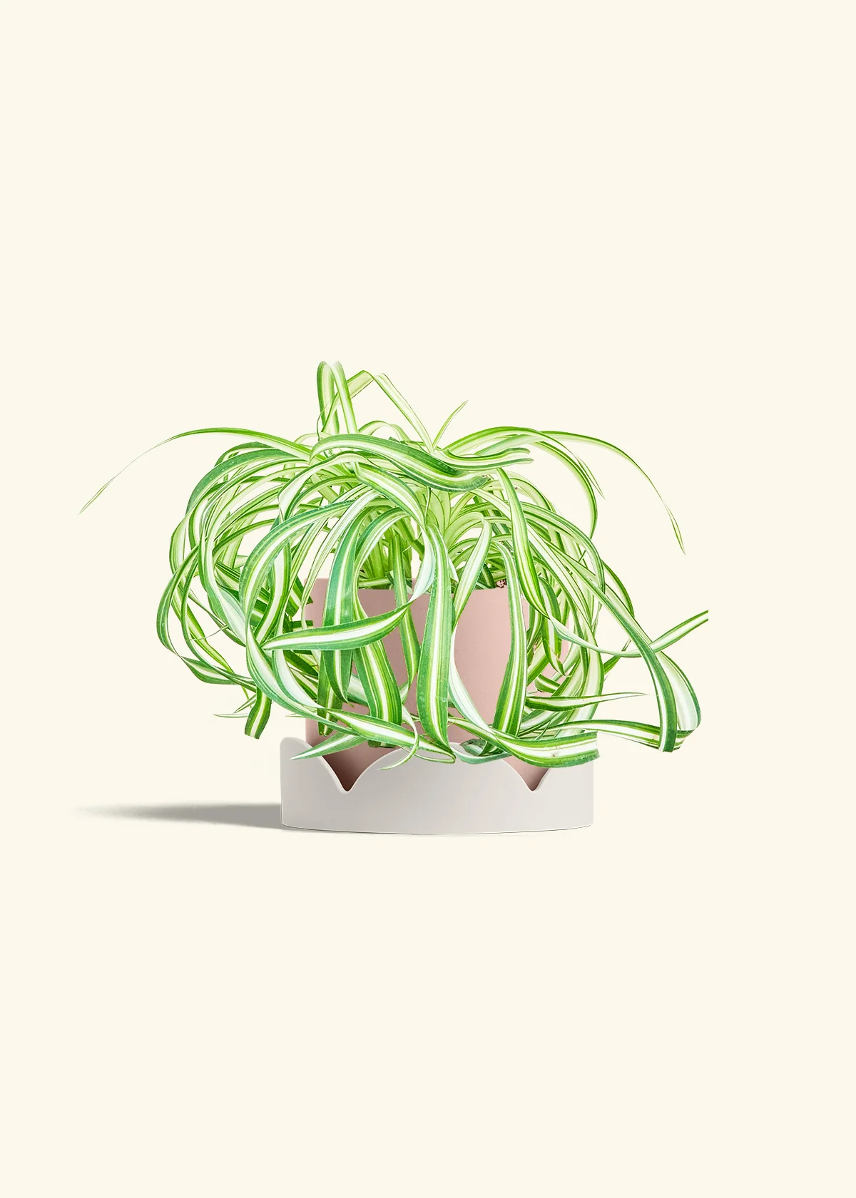 Spider Plant 'Bonnie' - Image 26
