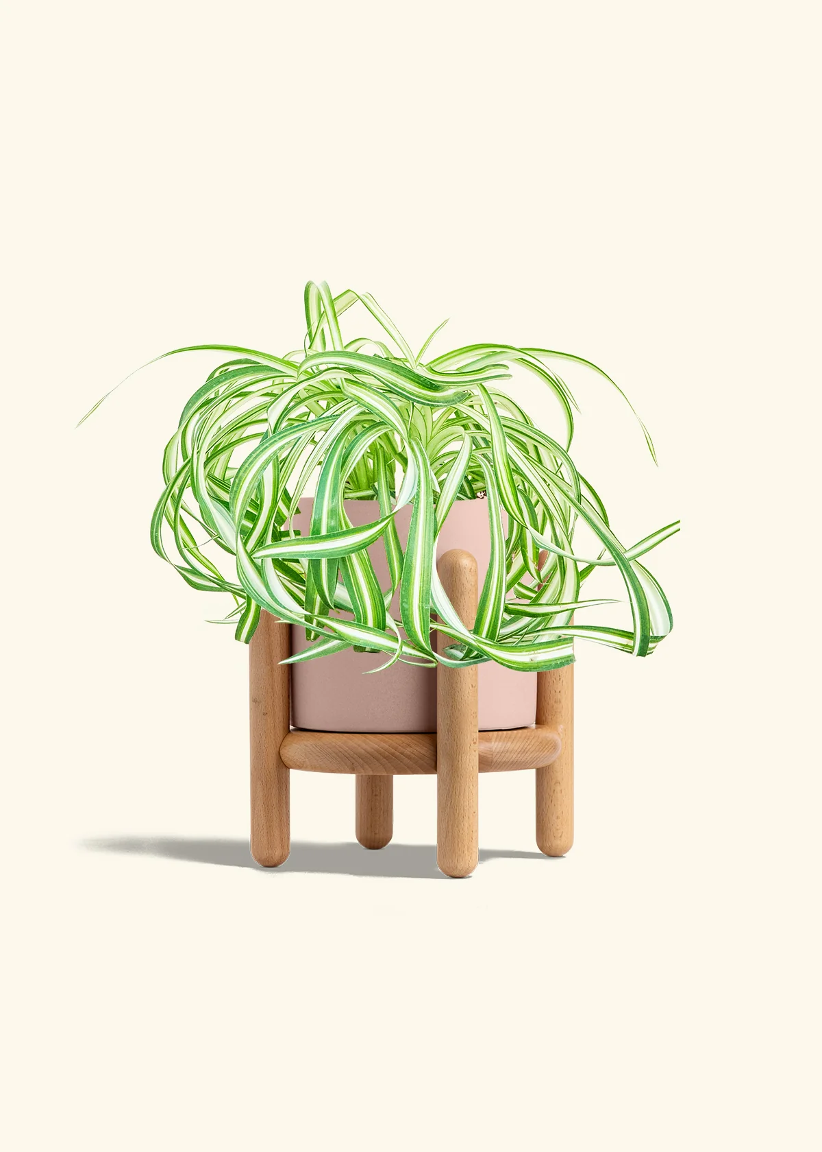 Spider Plant 'Bonnie' - Image 27