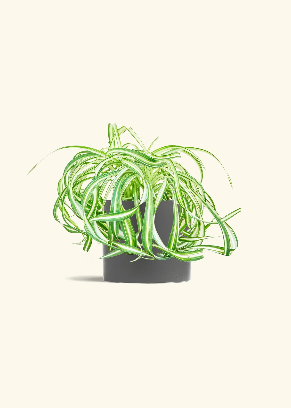 Spider Plant 'Bonnie' - Image 28