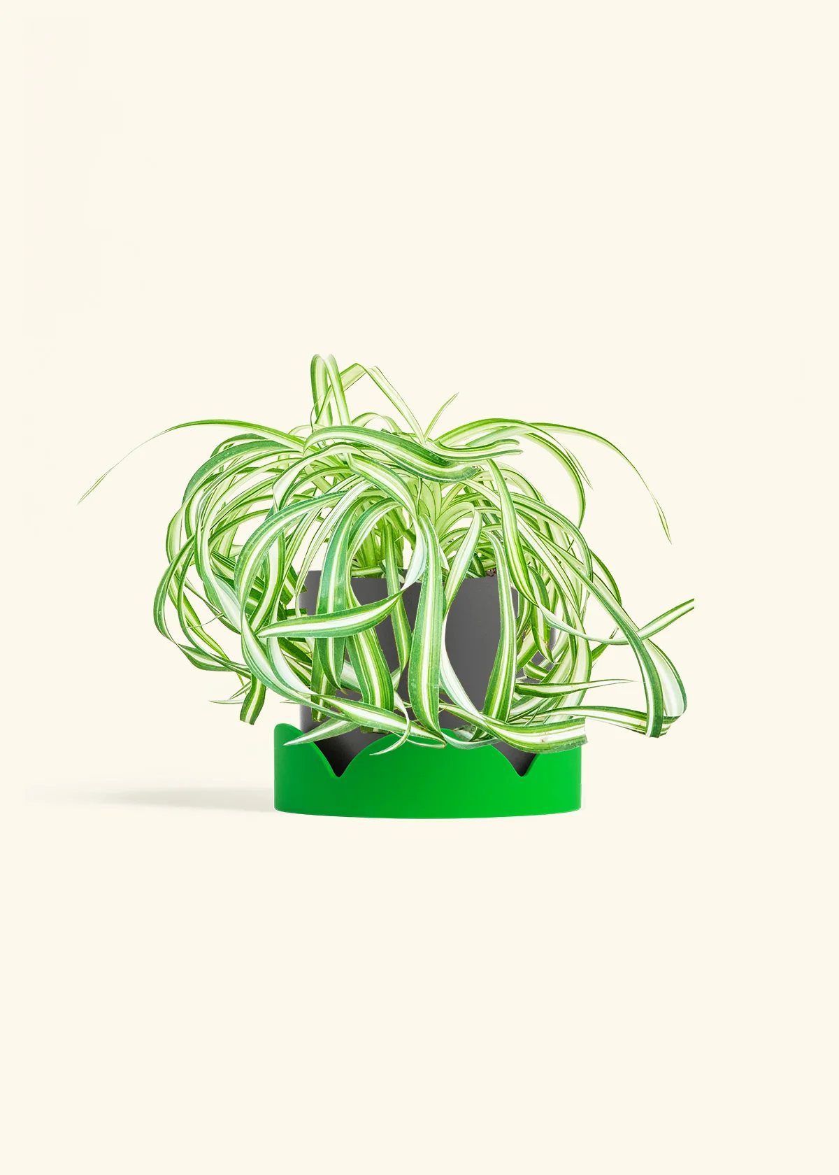 Spider Plant 'Bonnie' - Image 29