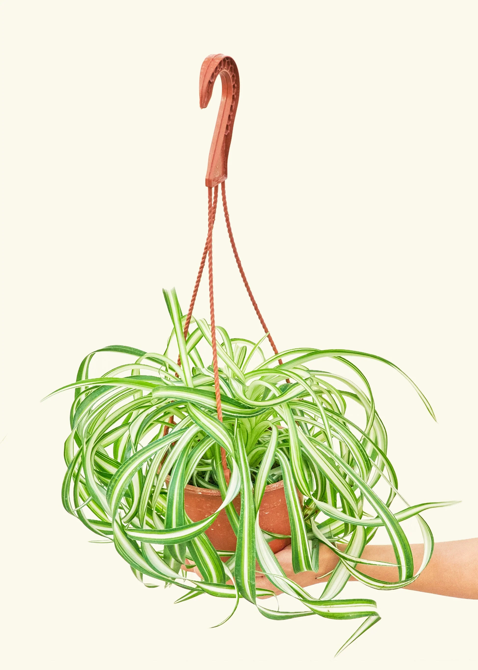 Spider Plant 'Bonnie' - Image 3