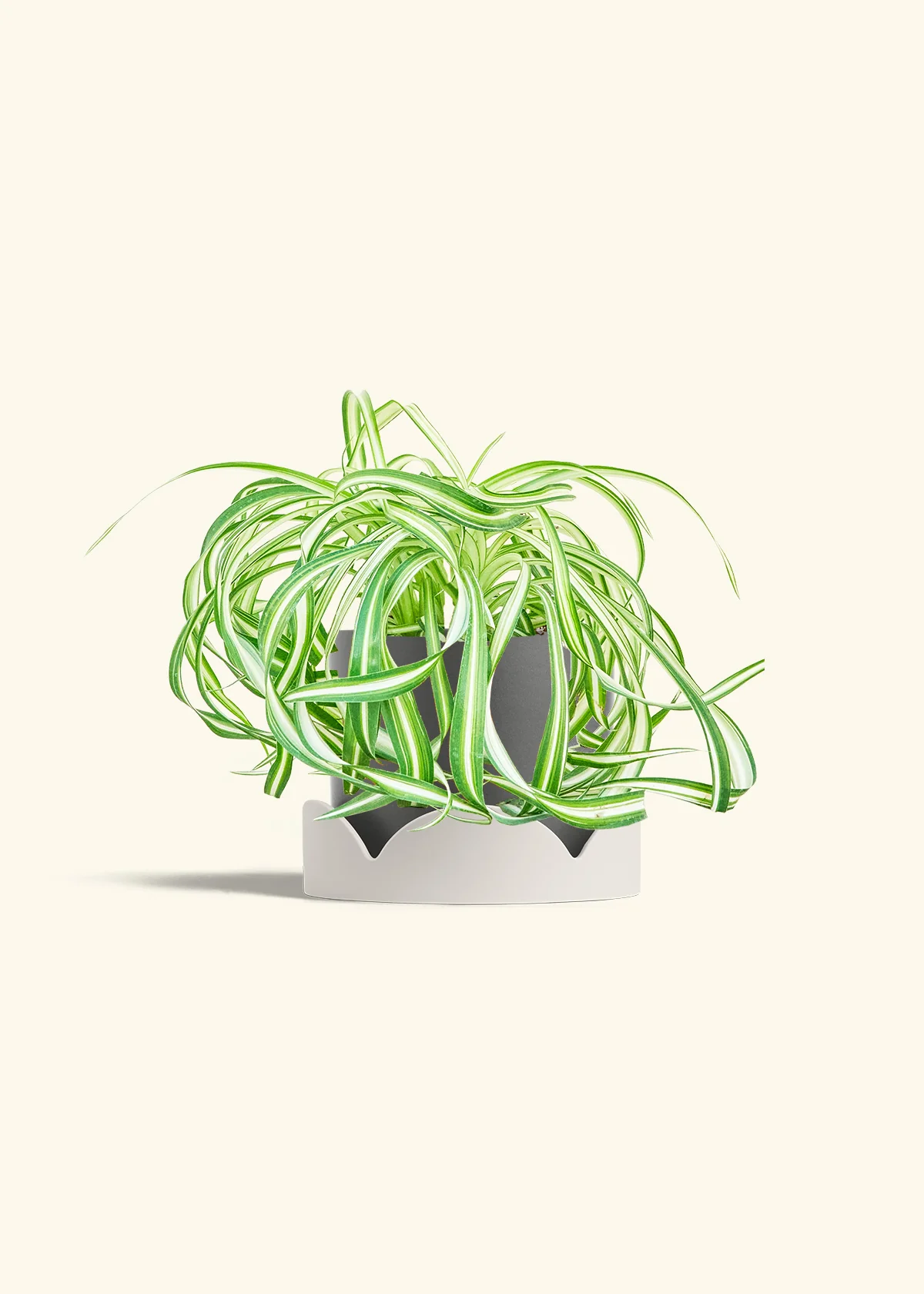 Spider Plant 'Bonnie' - Image 30
