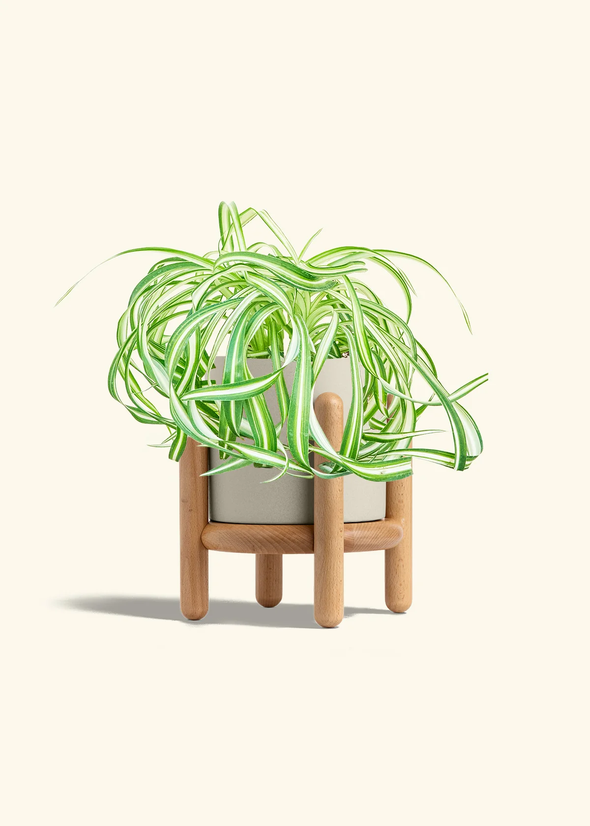 Spider Plant 'Bonnie' - Image 31