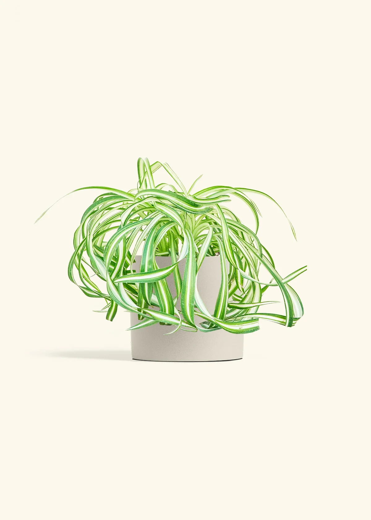 Spider Plant 'Bonnie' - Image 32