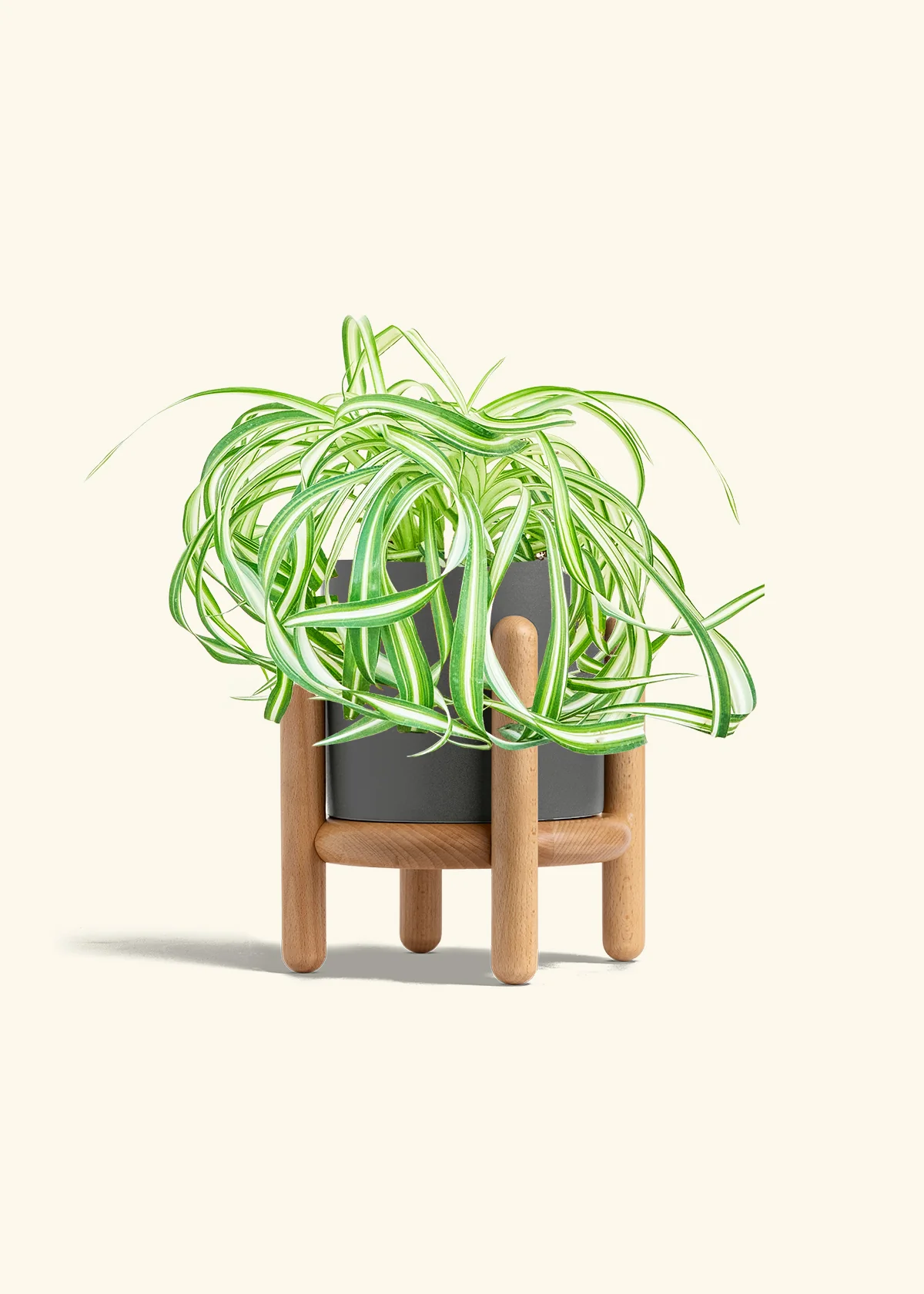 Spider Plant 'Bonnie' - Image 33