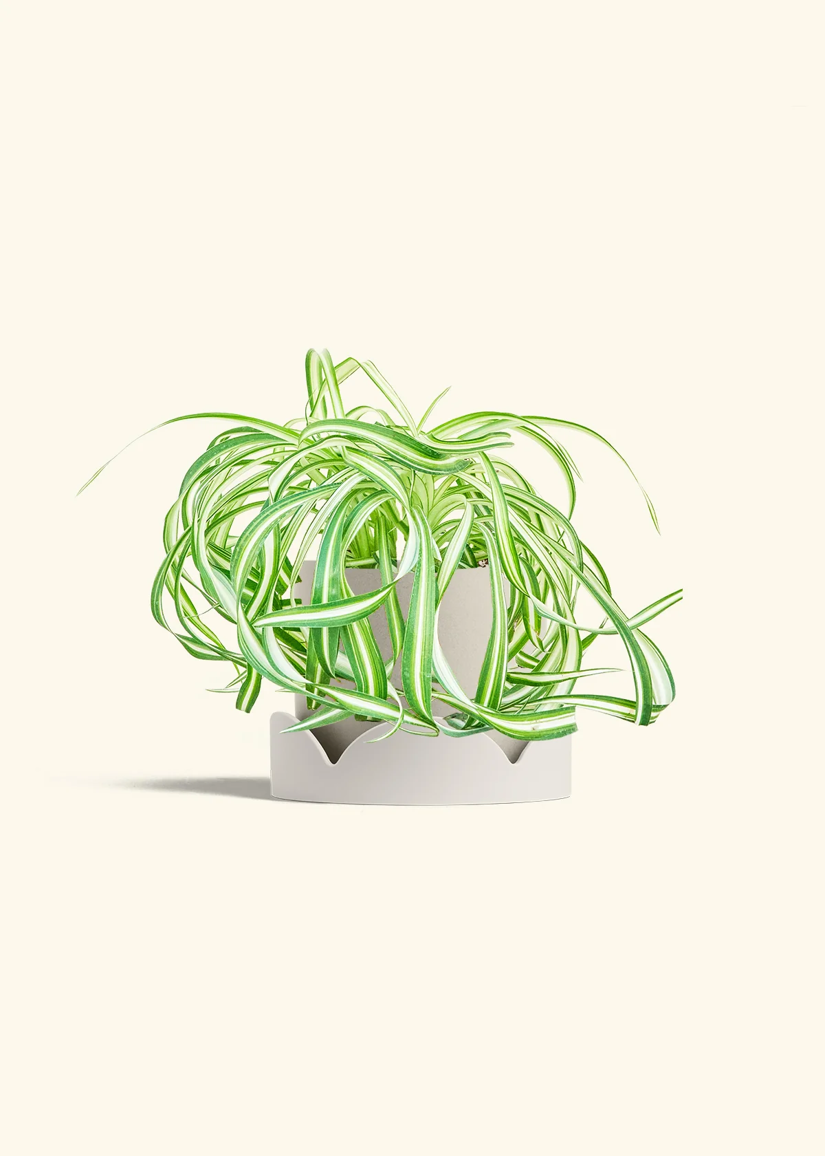 Spider Plant 'Bonnie' - Image 34