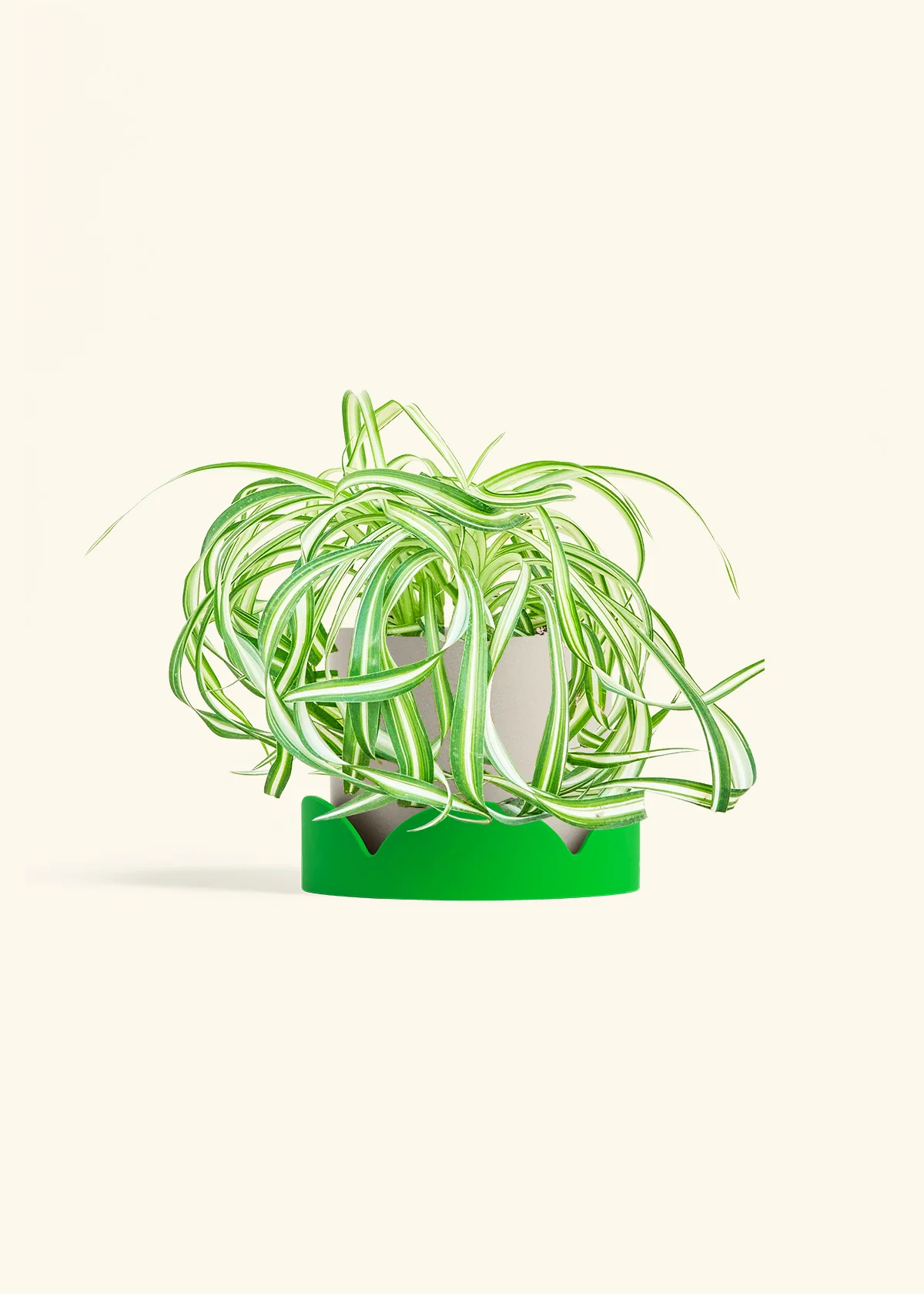 Spider Plant 'Bonnie' - Image 35