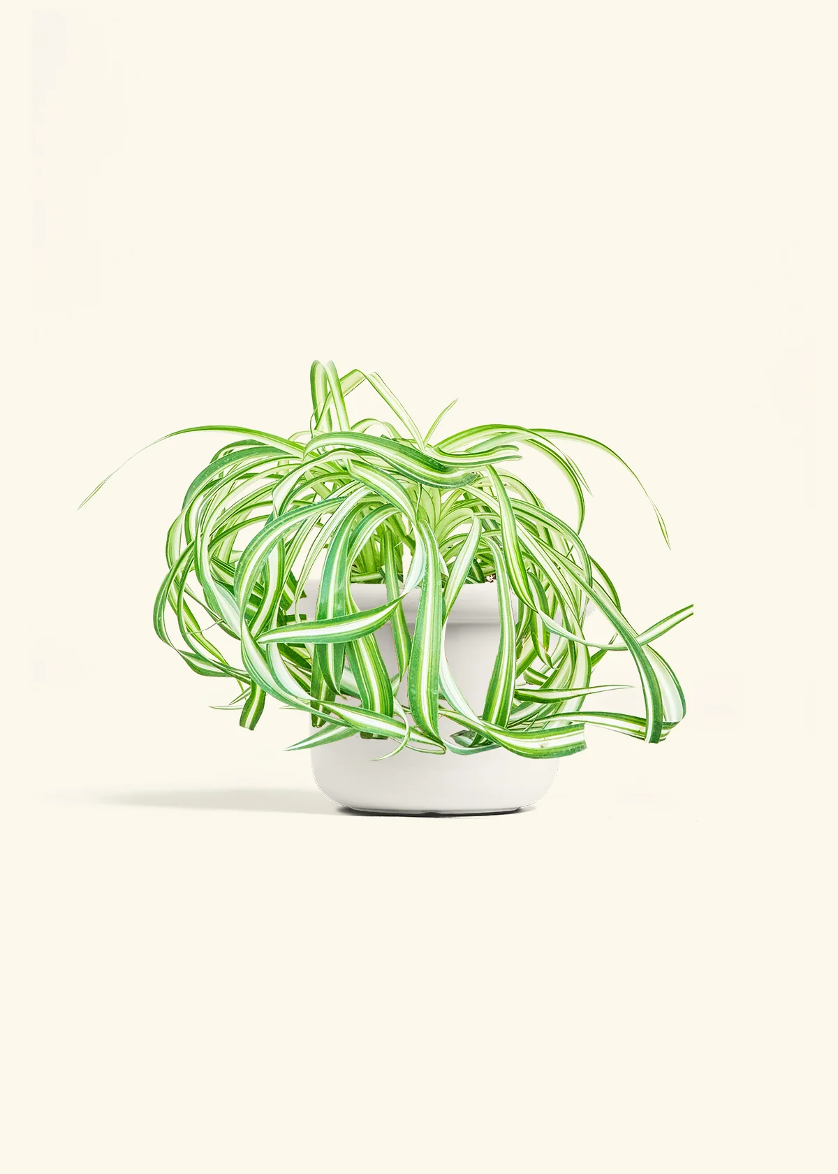 Spider Plant 'Bonnie' - Image 4