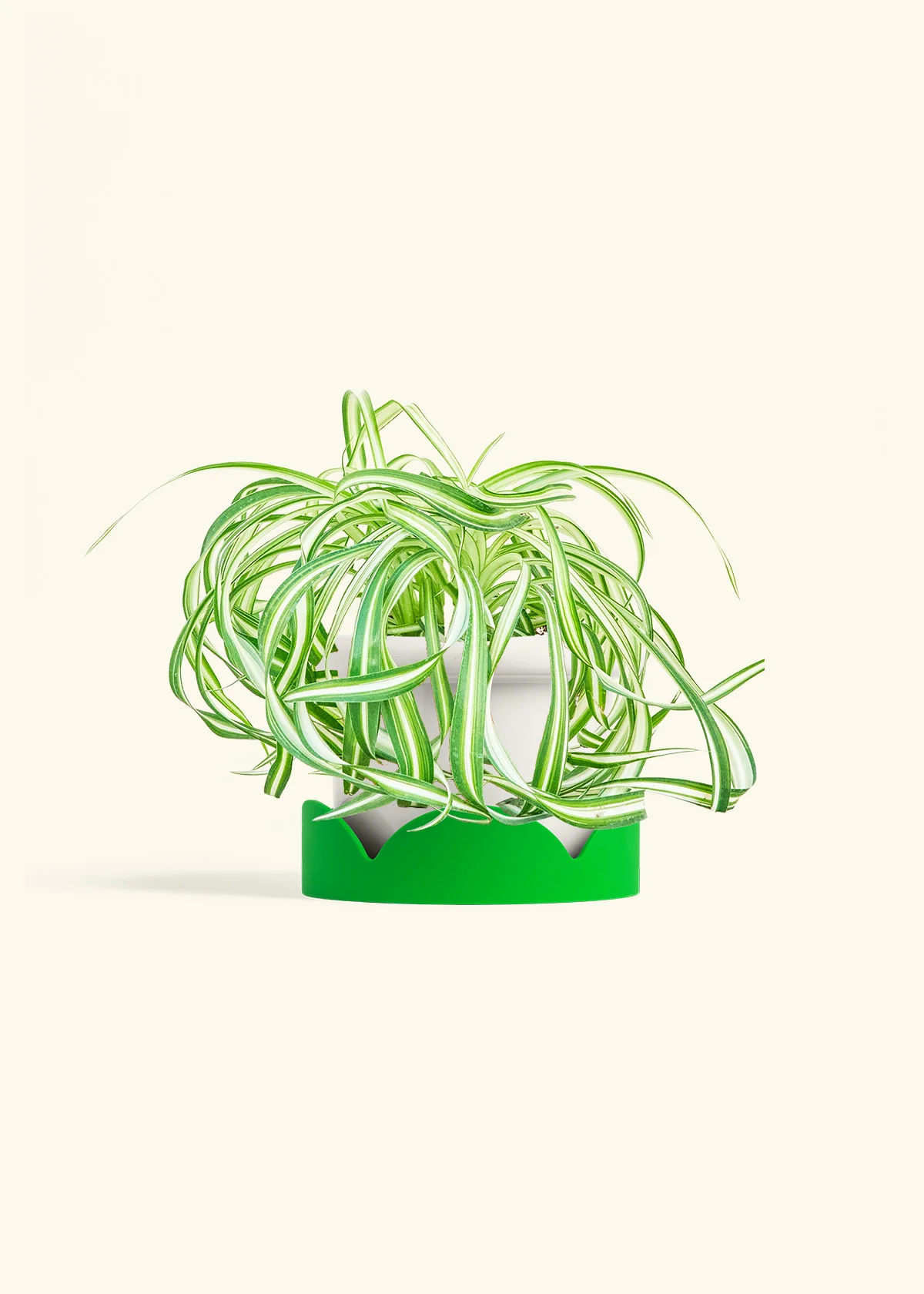 Spider Plant 'Bonnie' - Image 5