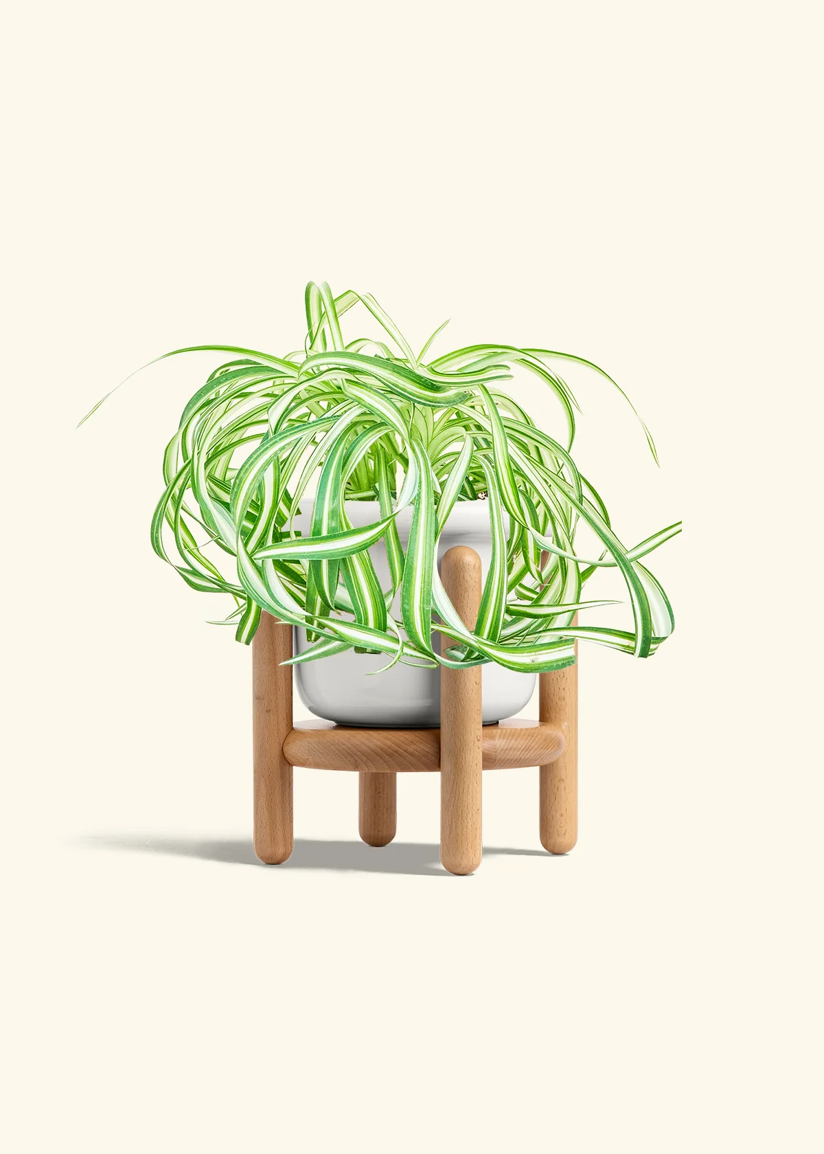Spider Plant 'Bonnie' - Image 7