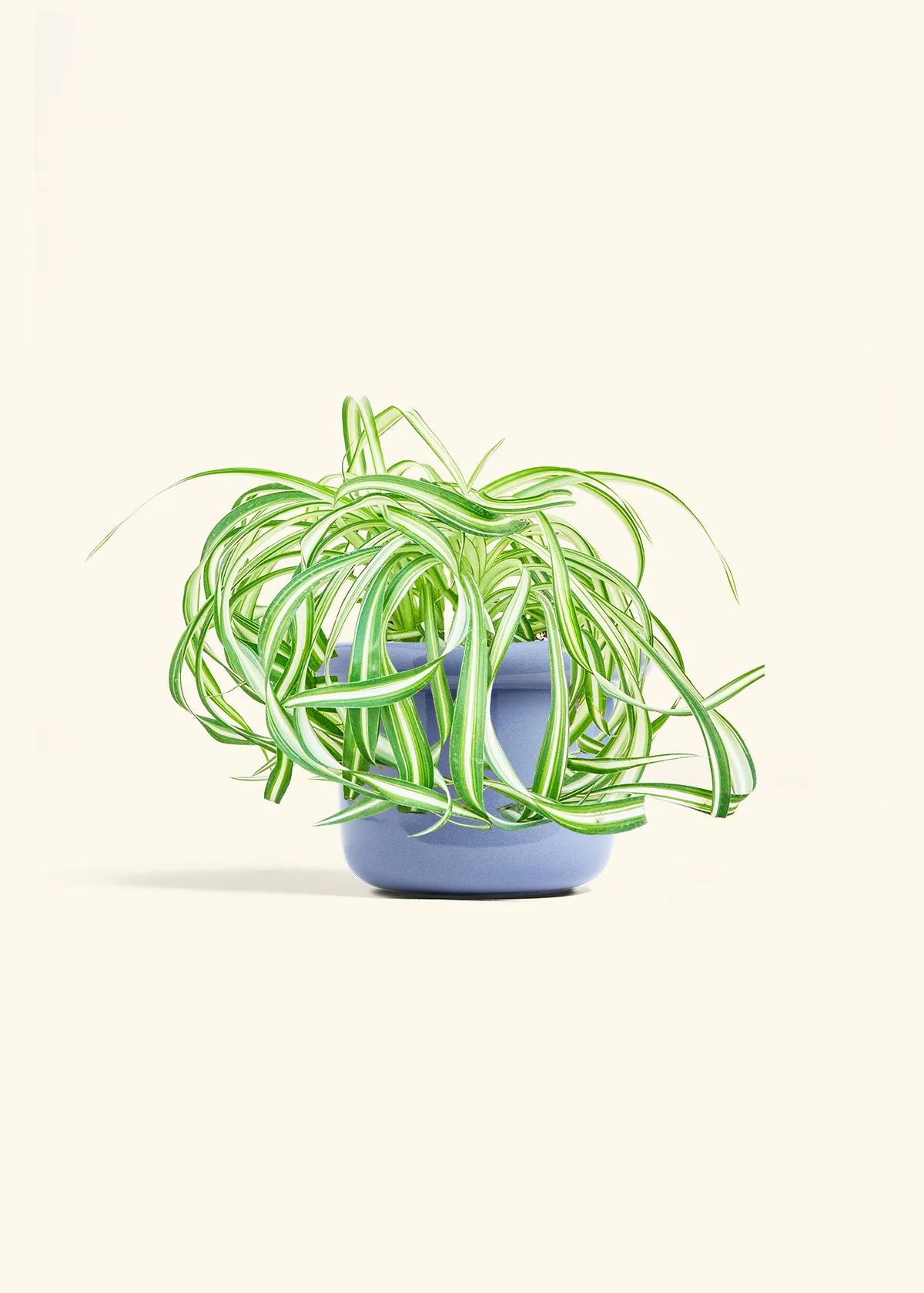 Spider Plant 'Bonnie' - Image 8