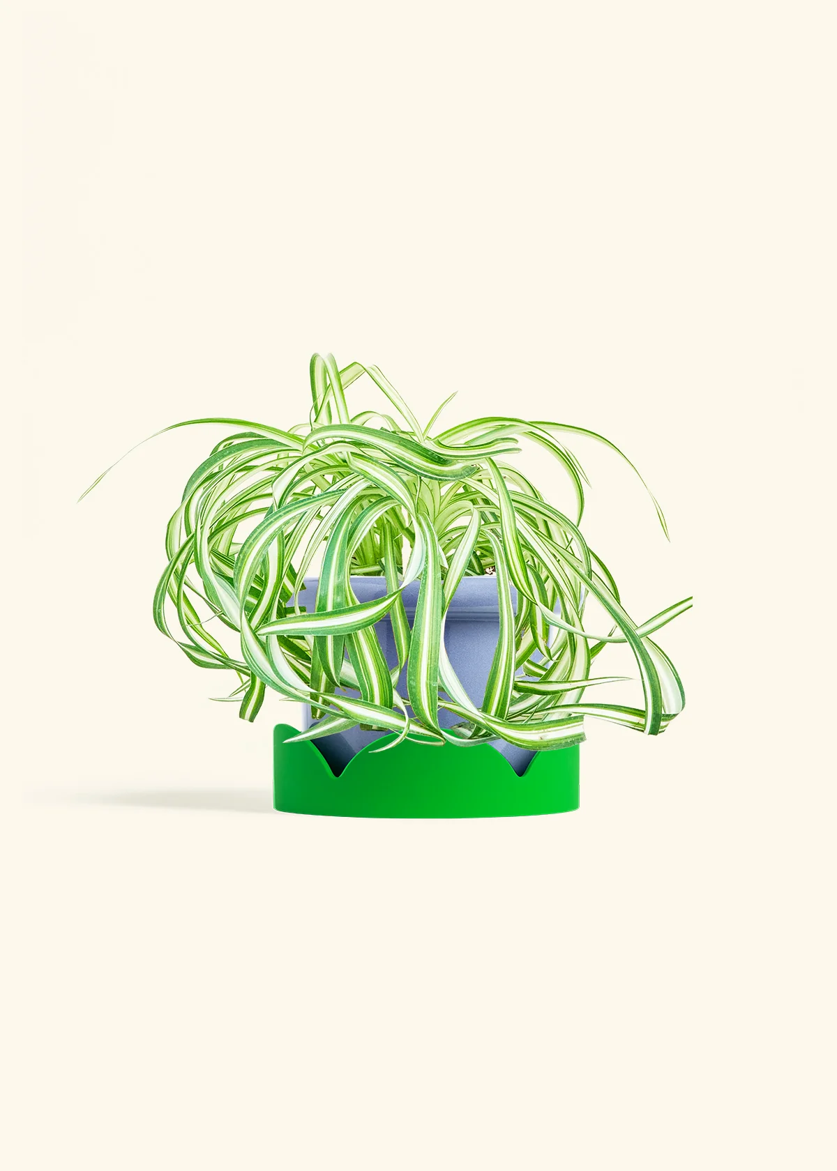Spider Plant 'Bonnie' - Image 9