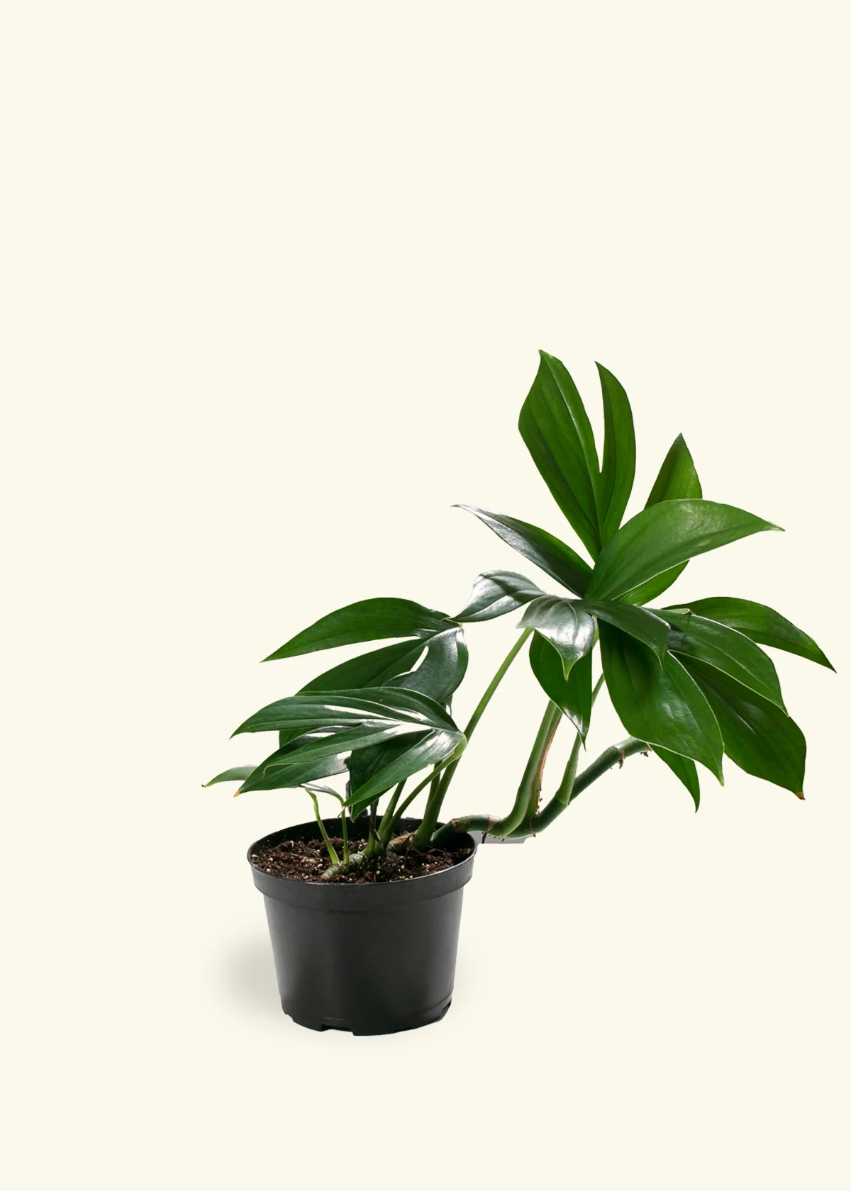 Dragon Tail Plant - Image 3