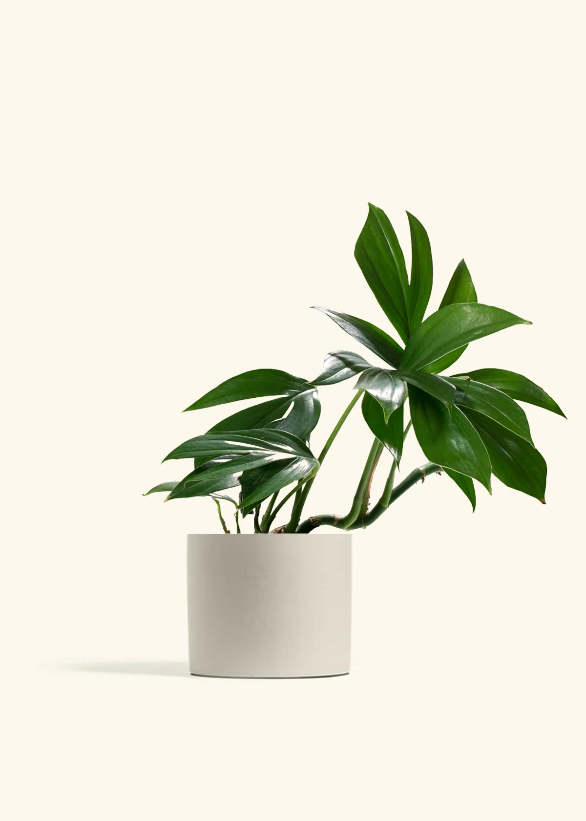 Dragon Tail Plant - Image 4