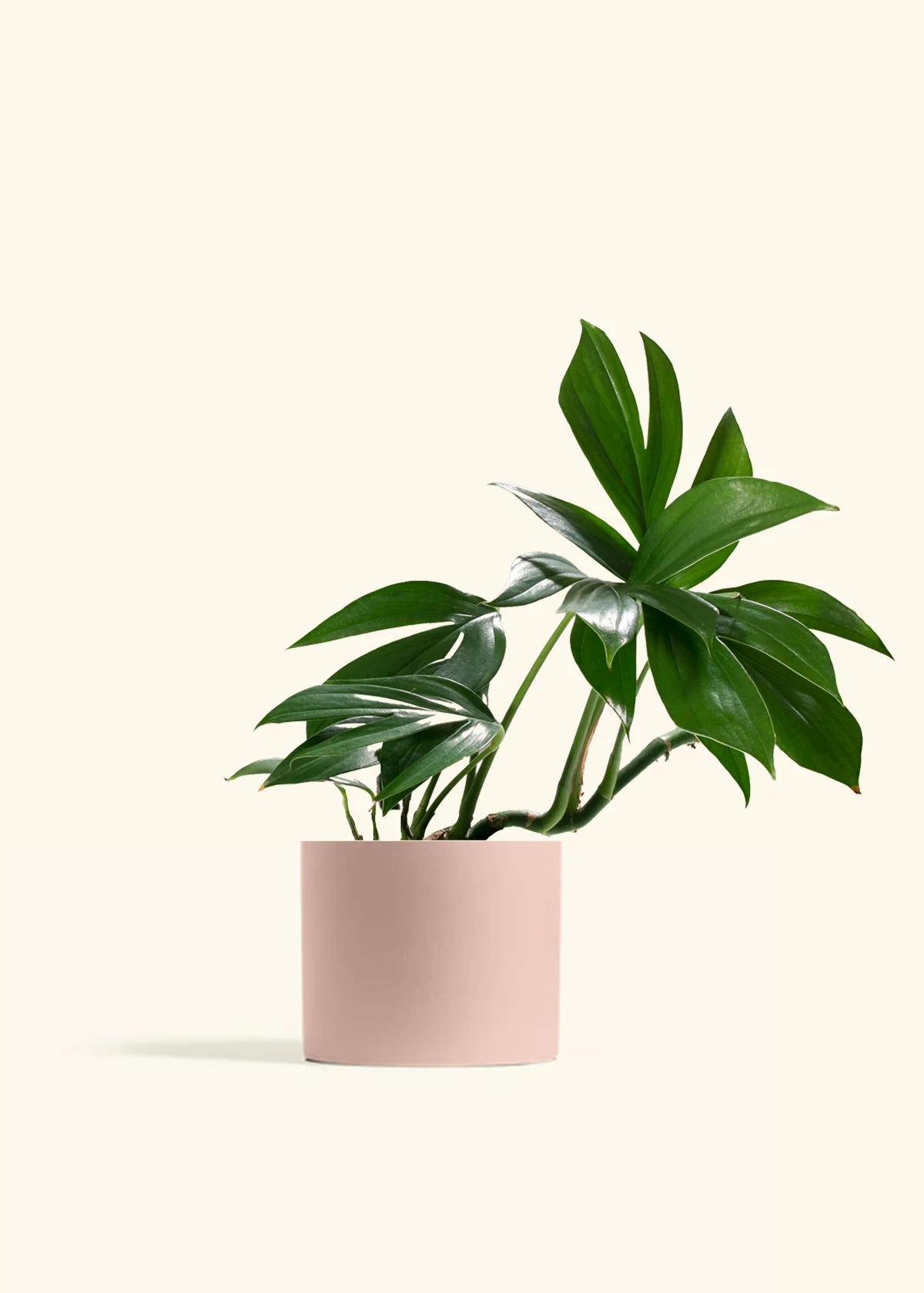 Dragon Tail Plant - Image 5