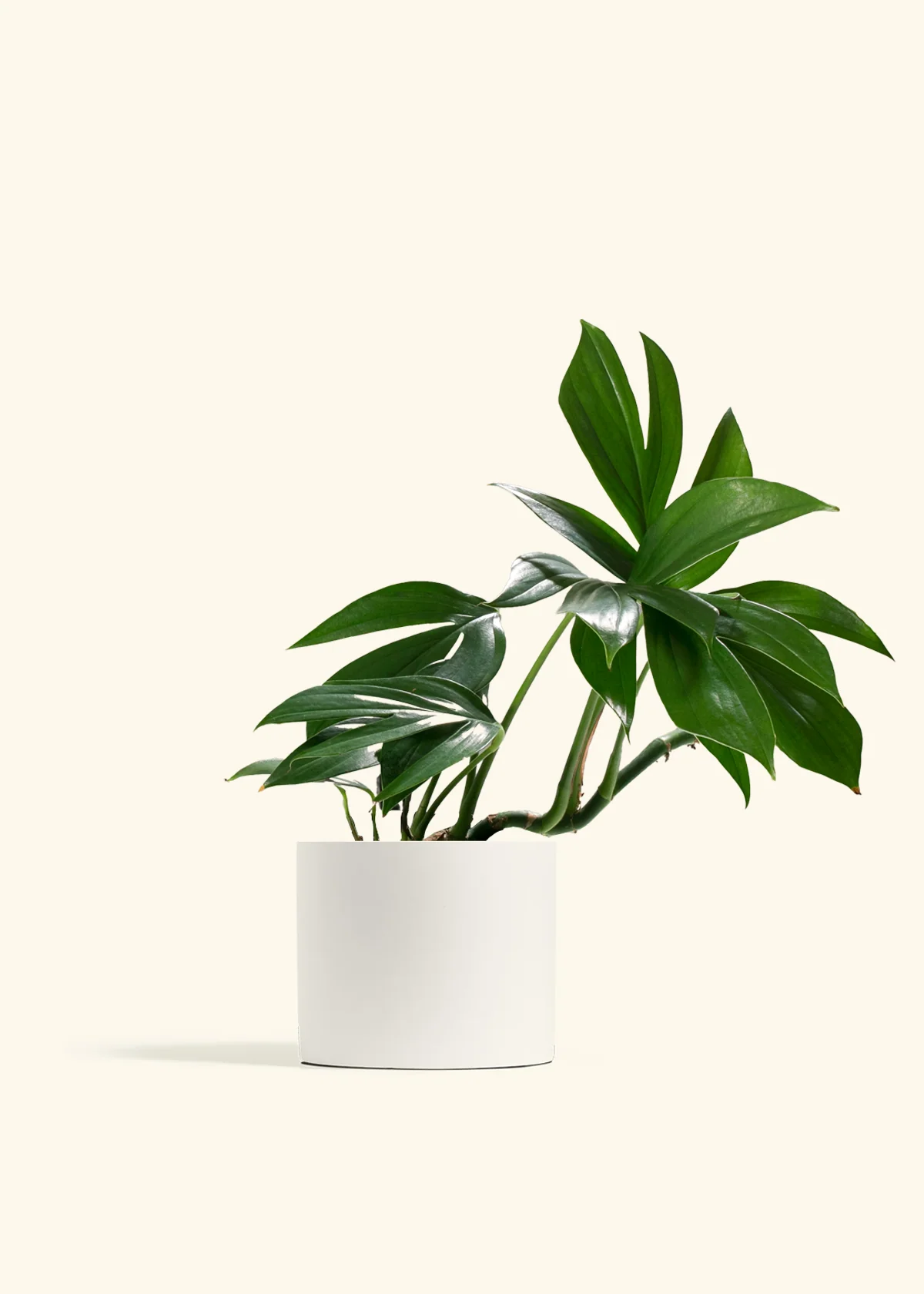 Dragon Tail Plant - Image 6