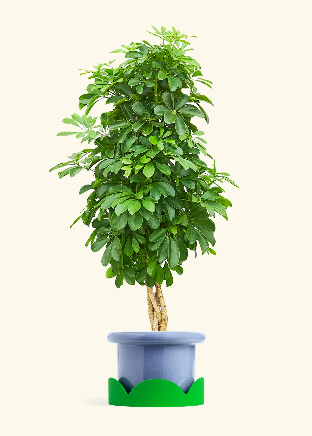 Dwarf Umbrella Tree - Image 10
