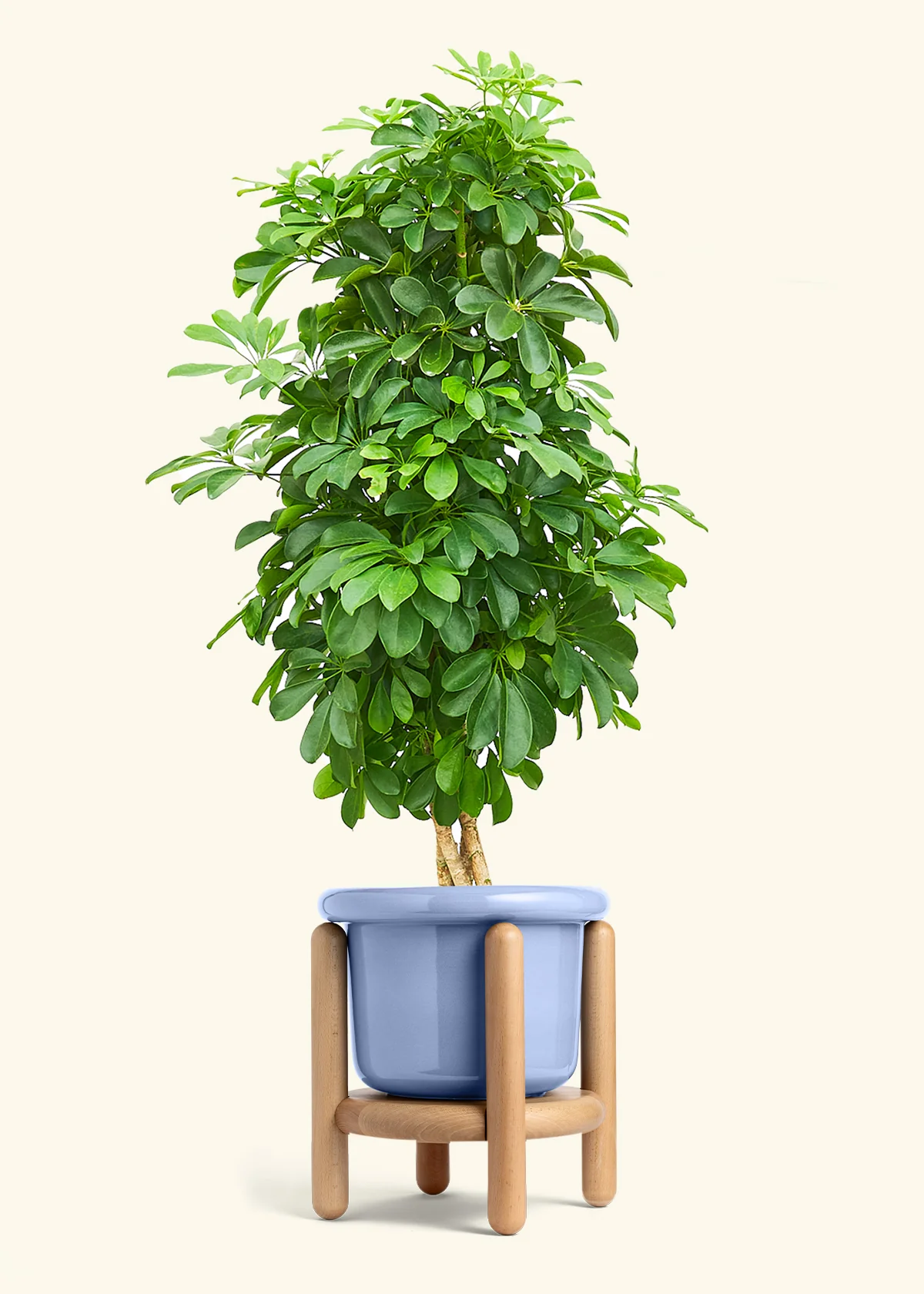 Dwarf Umbrella Tree - Image 12