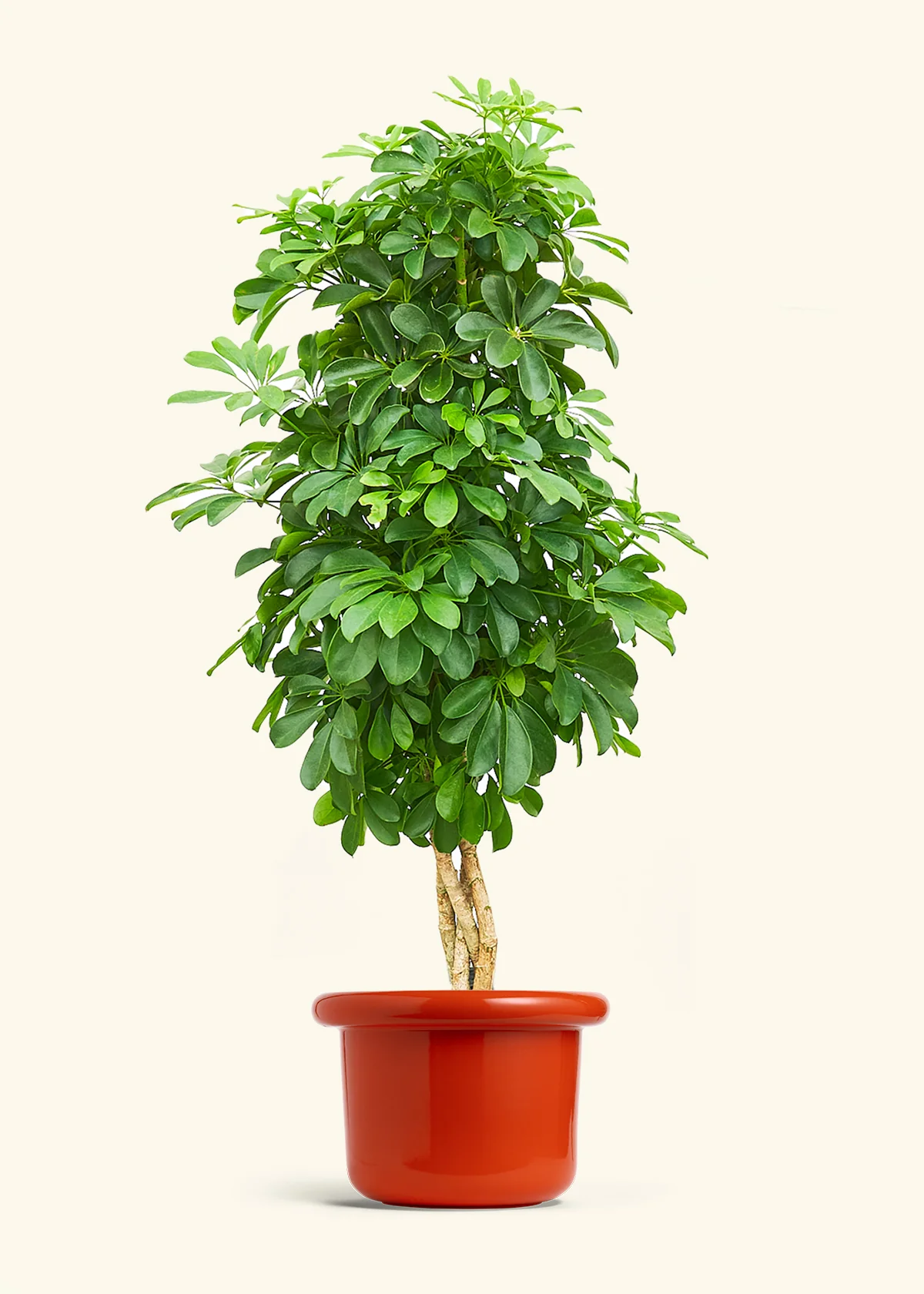 Dwarf Umbrella Tree - Image 13
