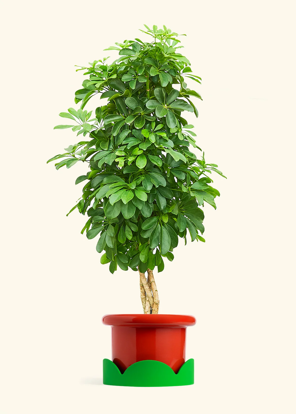 Dwarf Umbrella Tree - Image 14