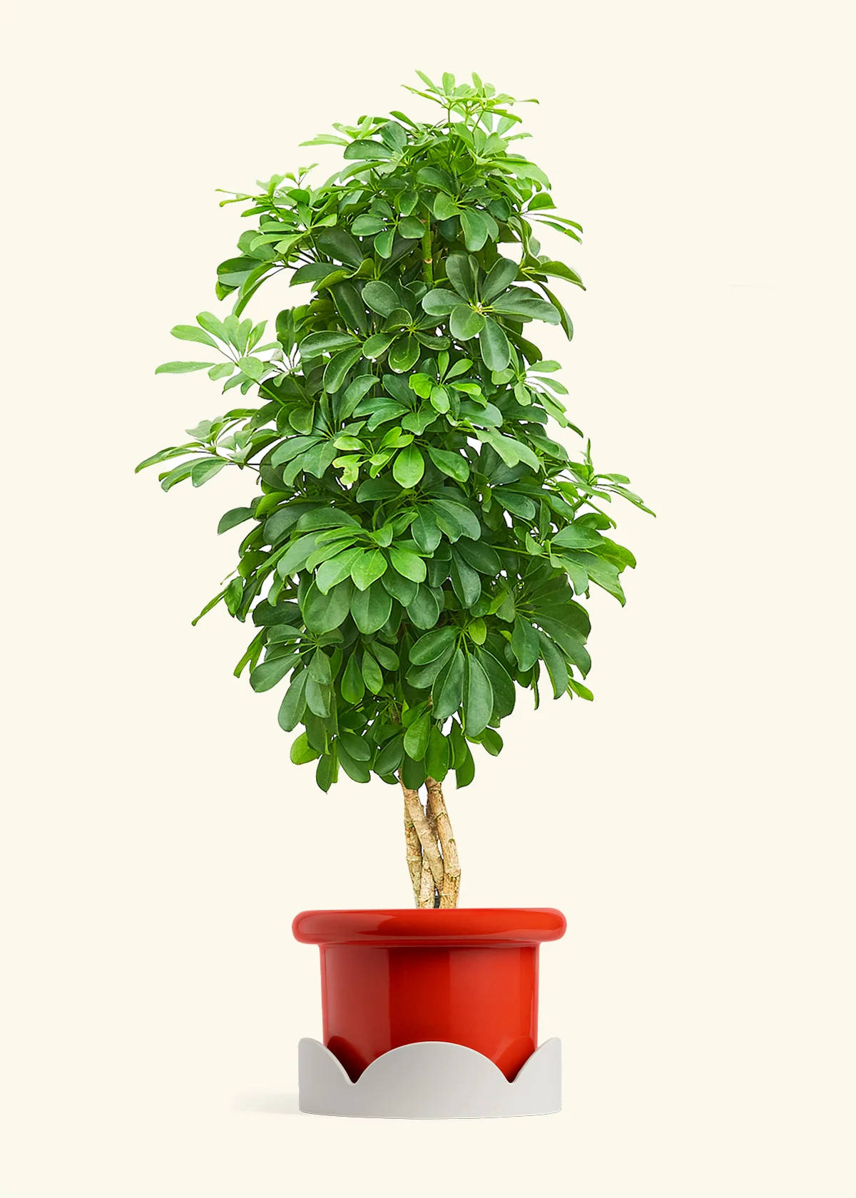 Dwarf Umbrella Tree - Image 15
