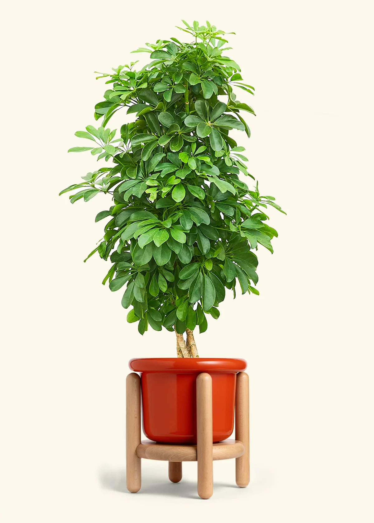 Dwarf Umbrella Tree - Image 16