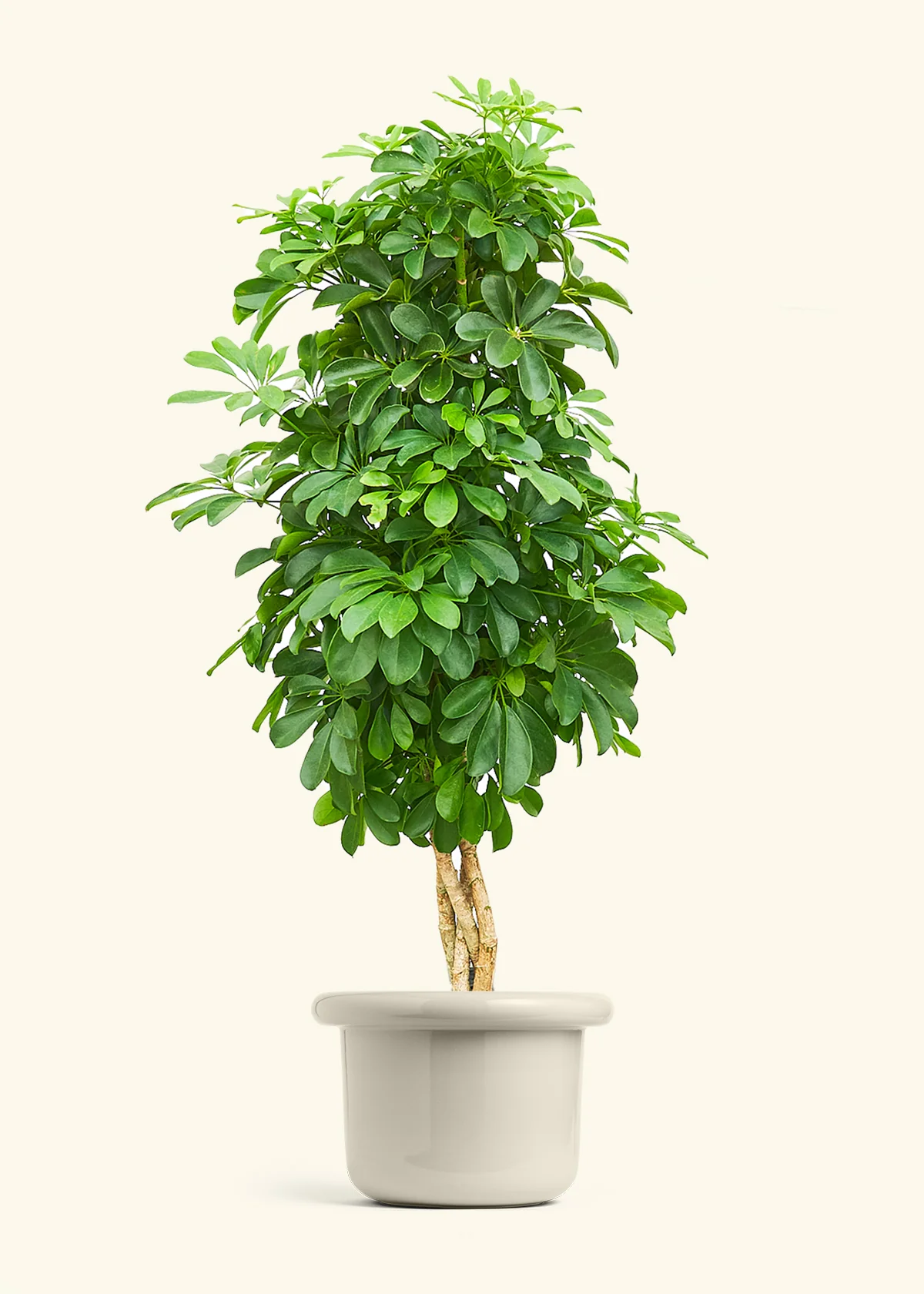 Dwarf Umbrella Tree - Image 17