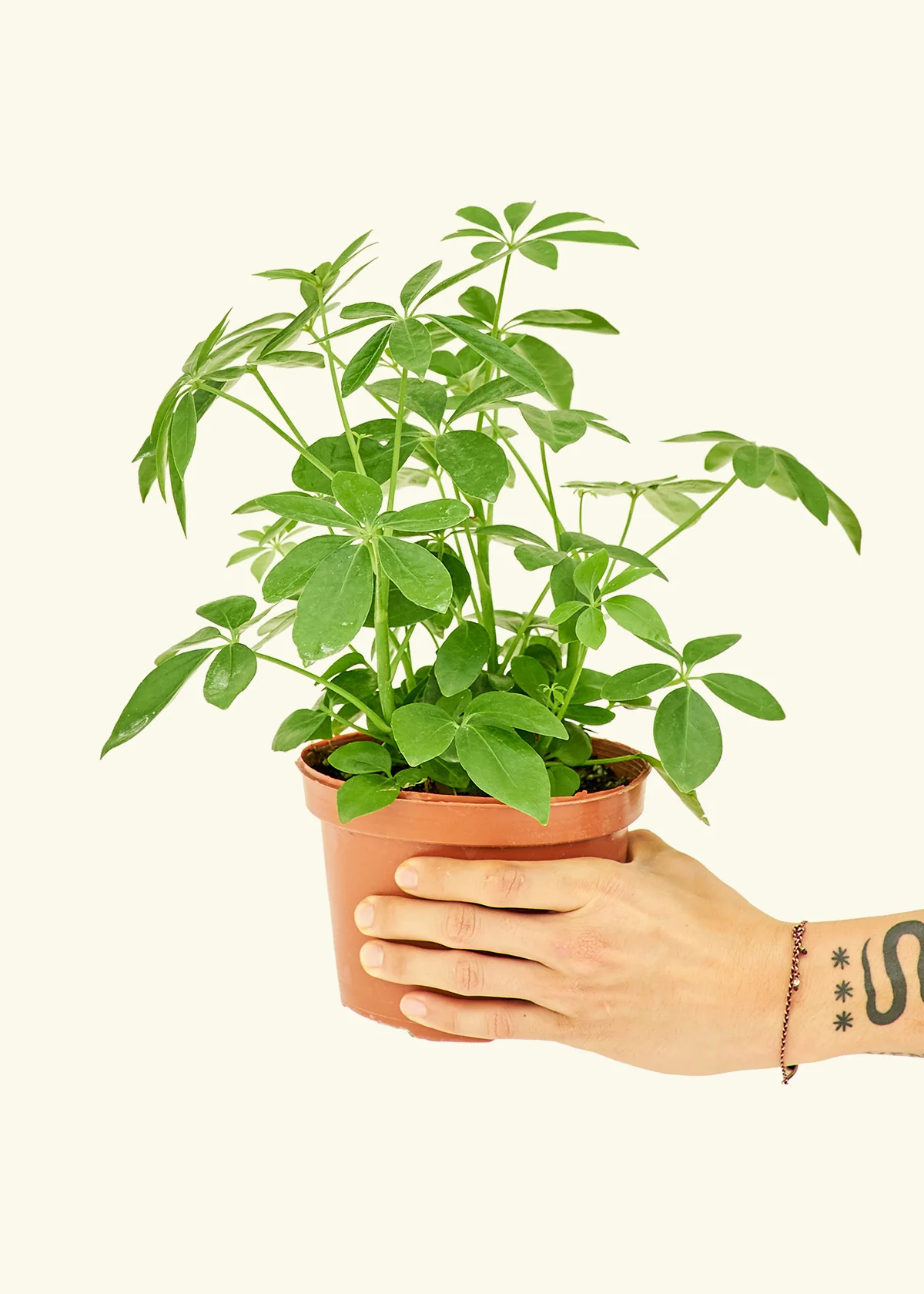Dwarf Umbrella Tree - Image 2