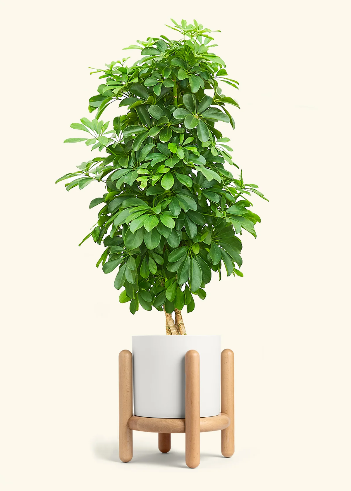 Dwarf Umbrella Tree - Image 23