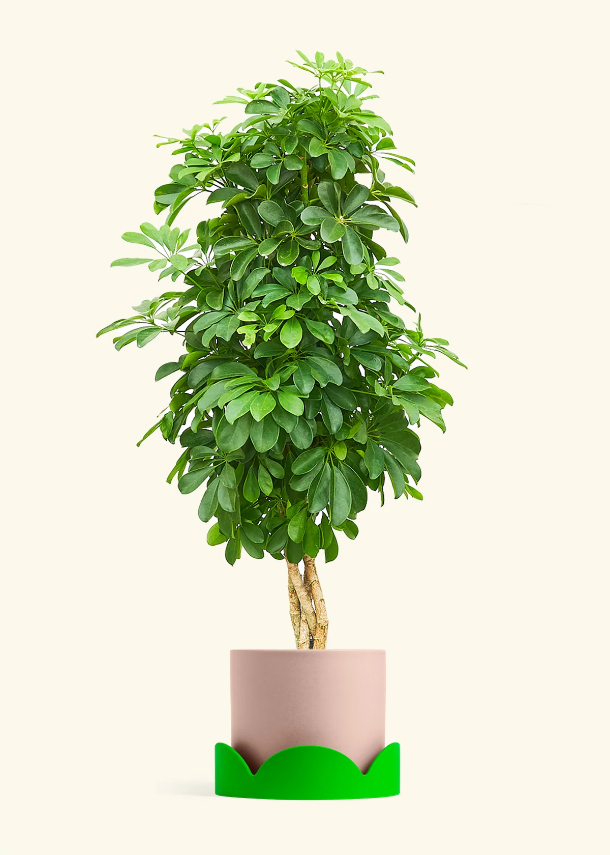 Dwarf Umbrella Tree - Image 24
