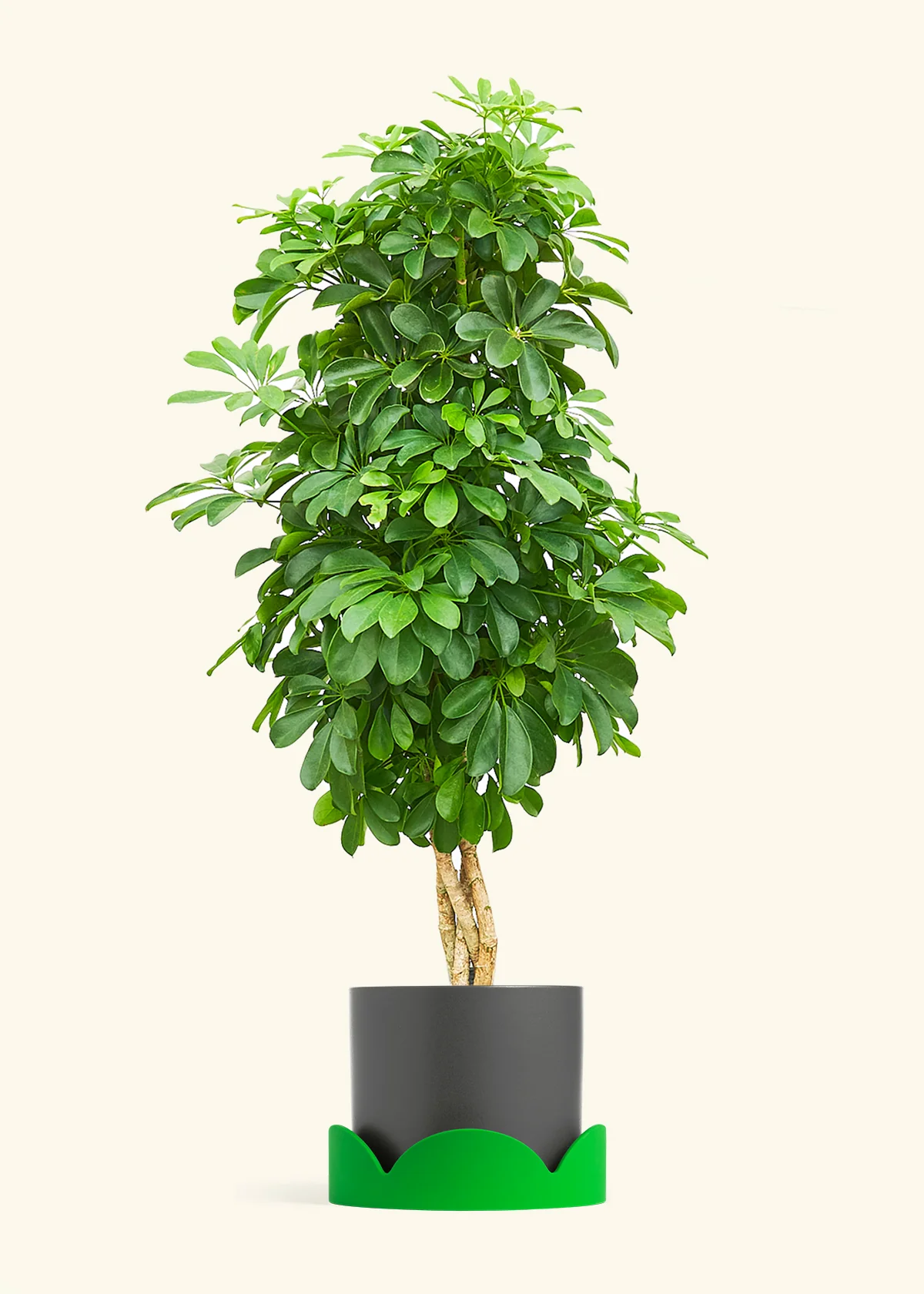 Dwarf Umbrella Tree - Image 27