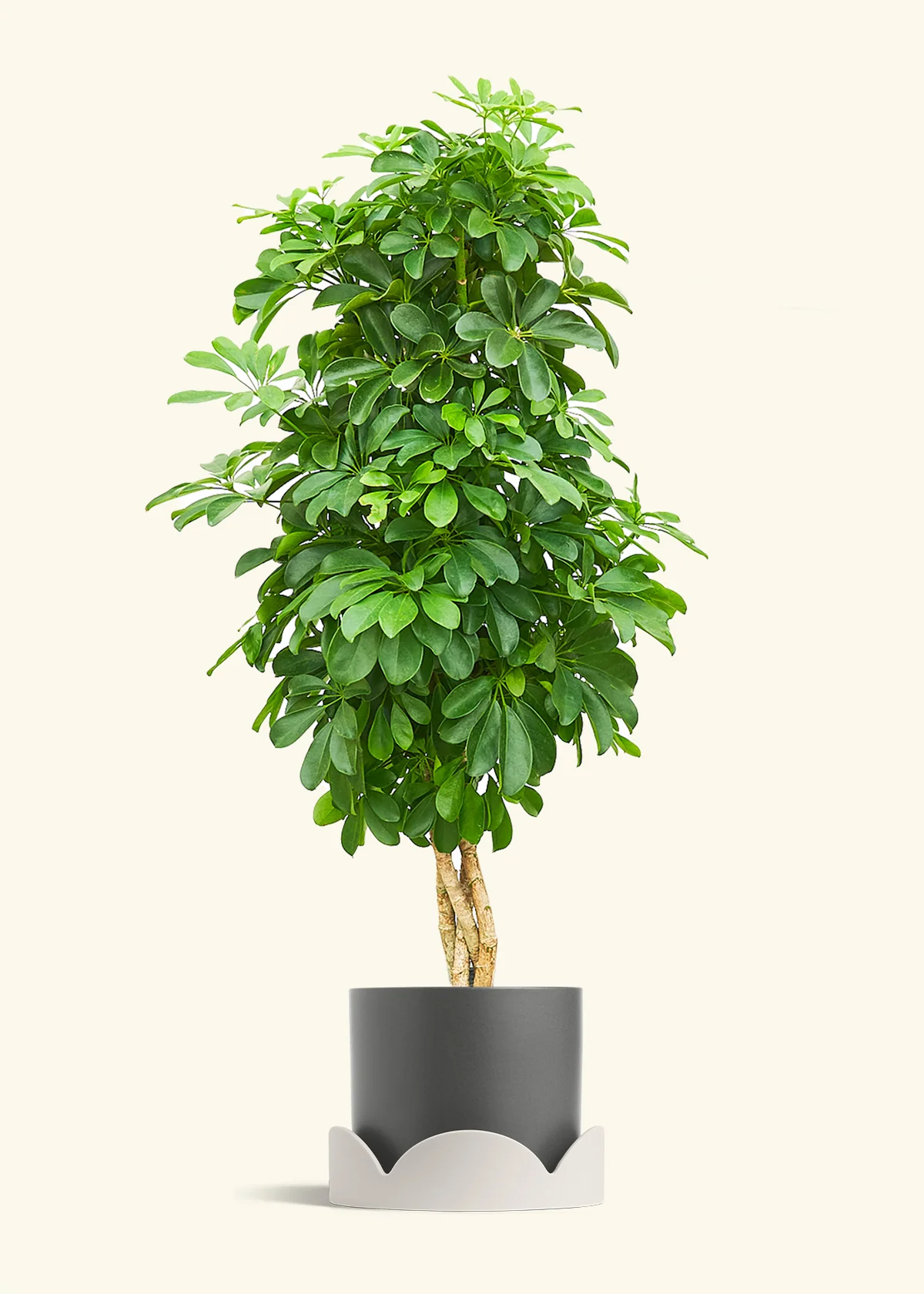 Dwarf Umbrella Tree - Image 28