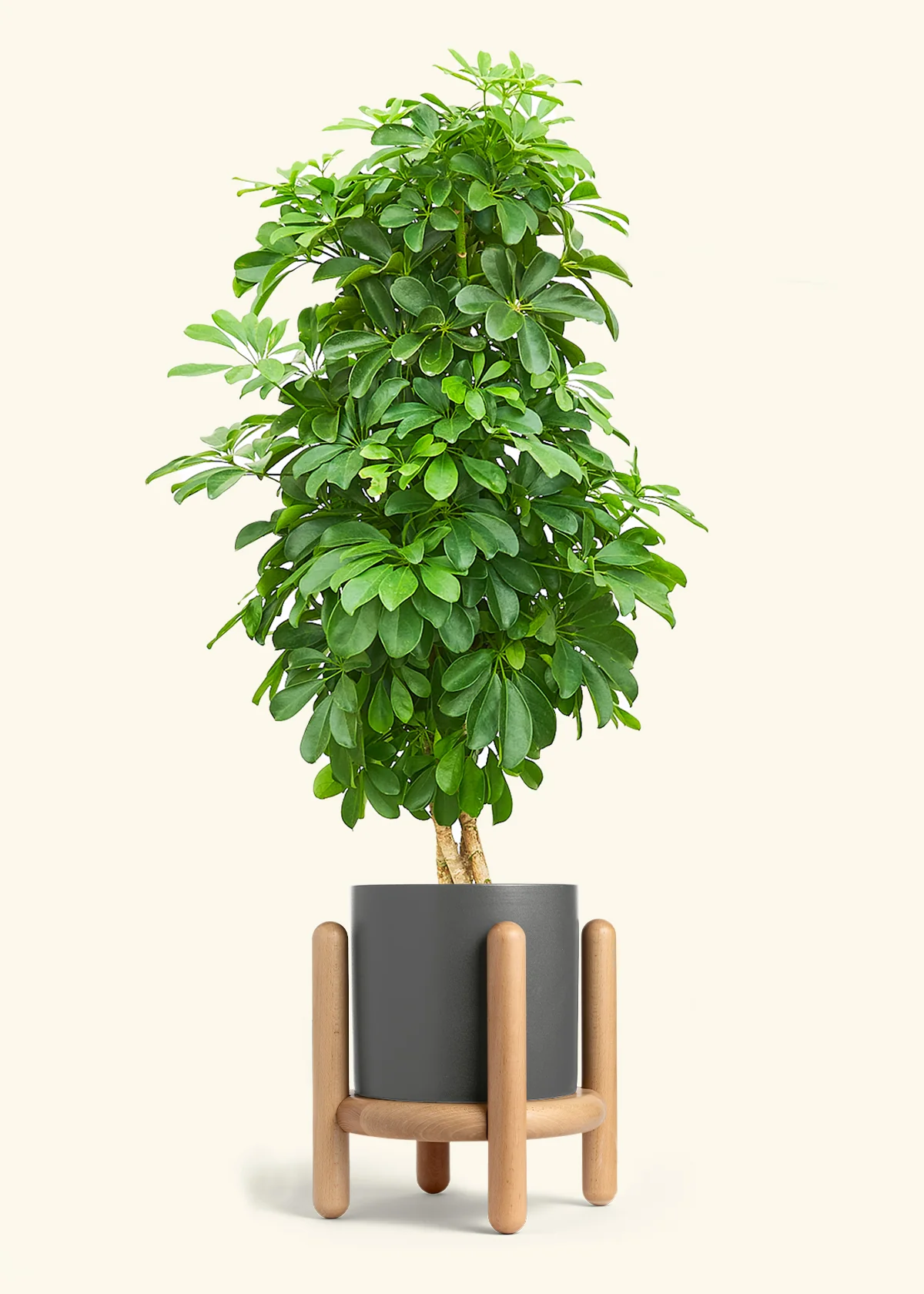 Dwarf Umbrella Tree - Image 29