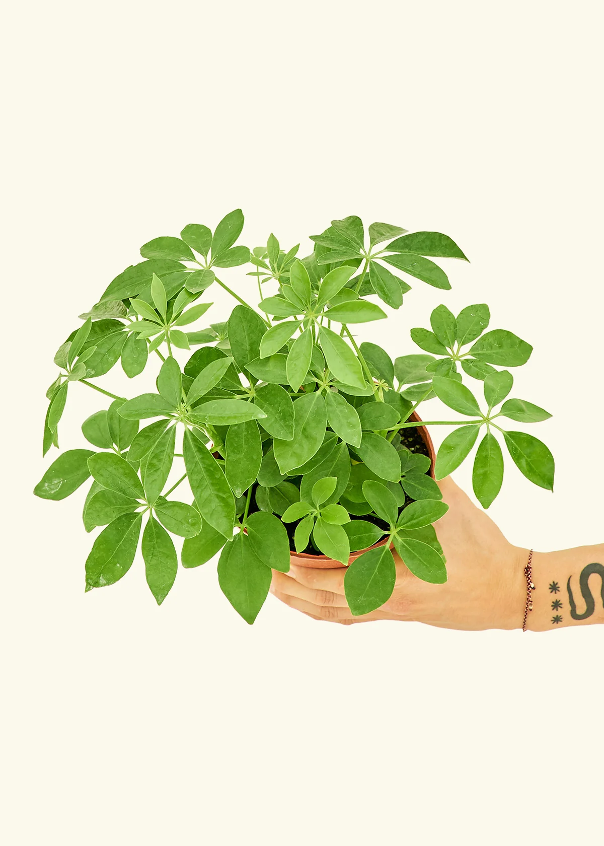 Dwarf Umbrella Tree - Image 3